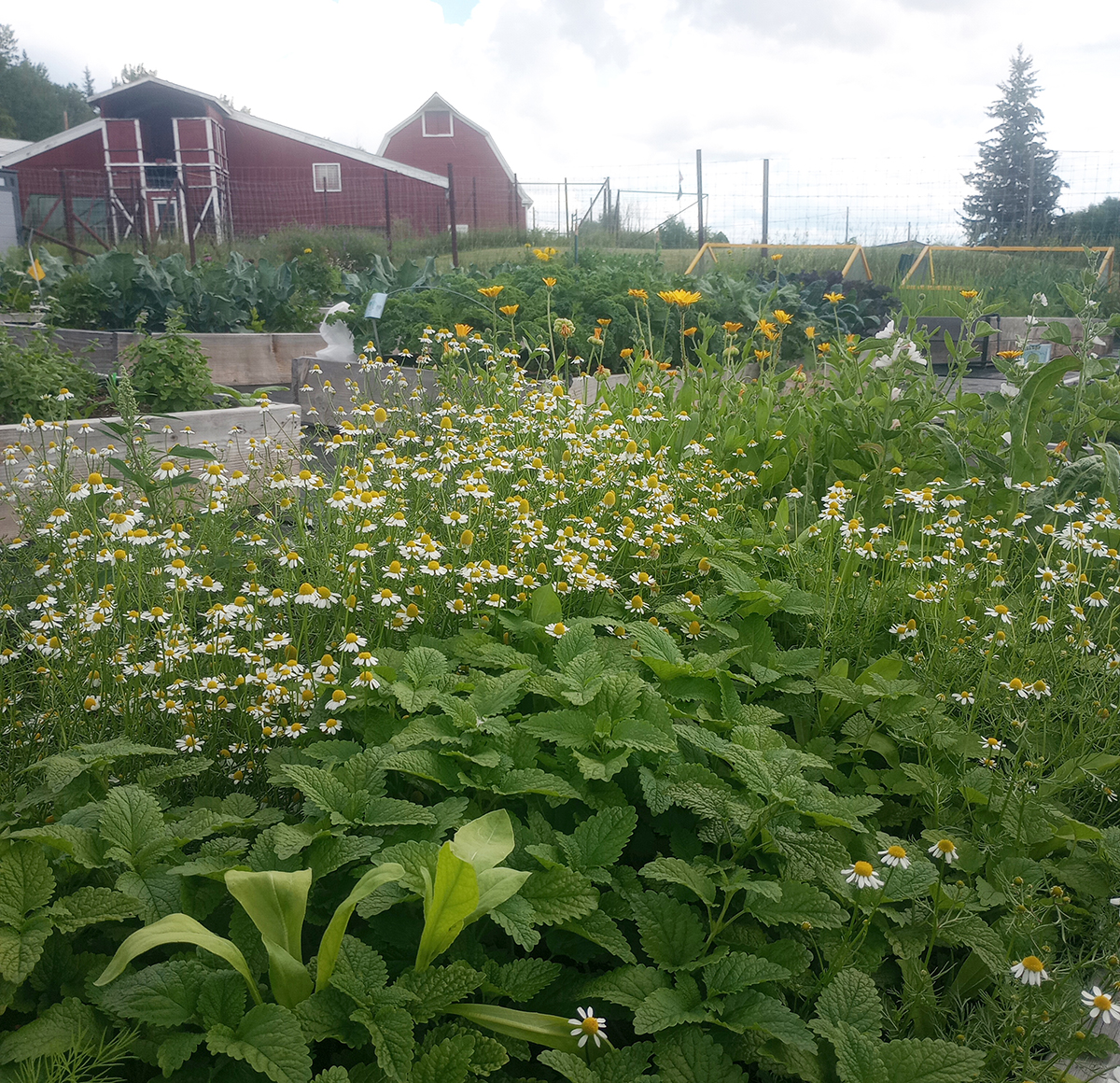 A garden bed of leafy lemon balm and chamomile blossoms with red farm buildings in the background.