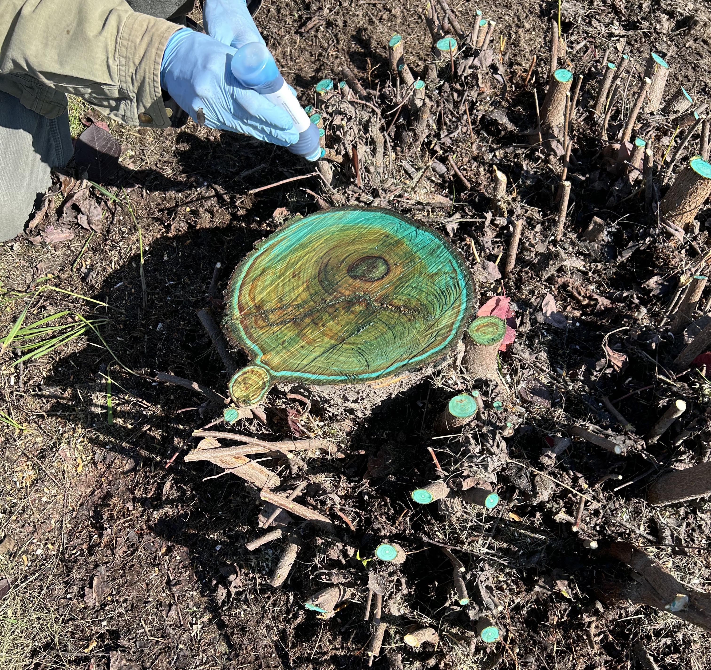 A person wearing protective gloves dabs blue-tinted herbicide on the trunk of an invasive chokecherry tree