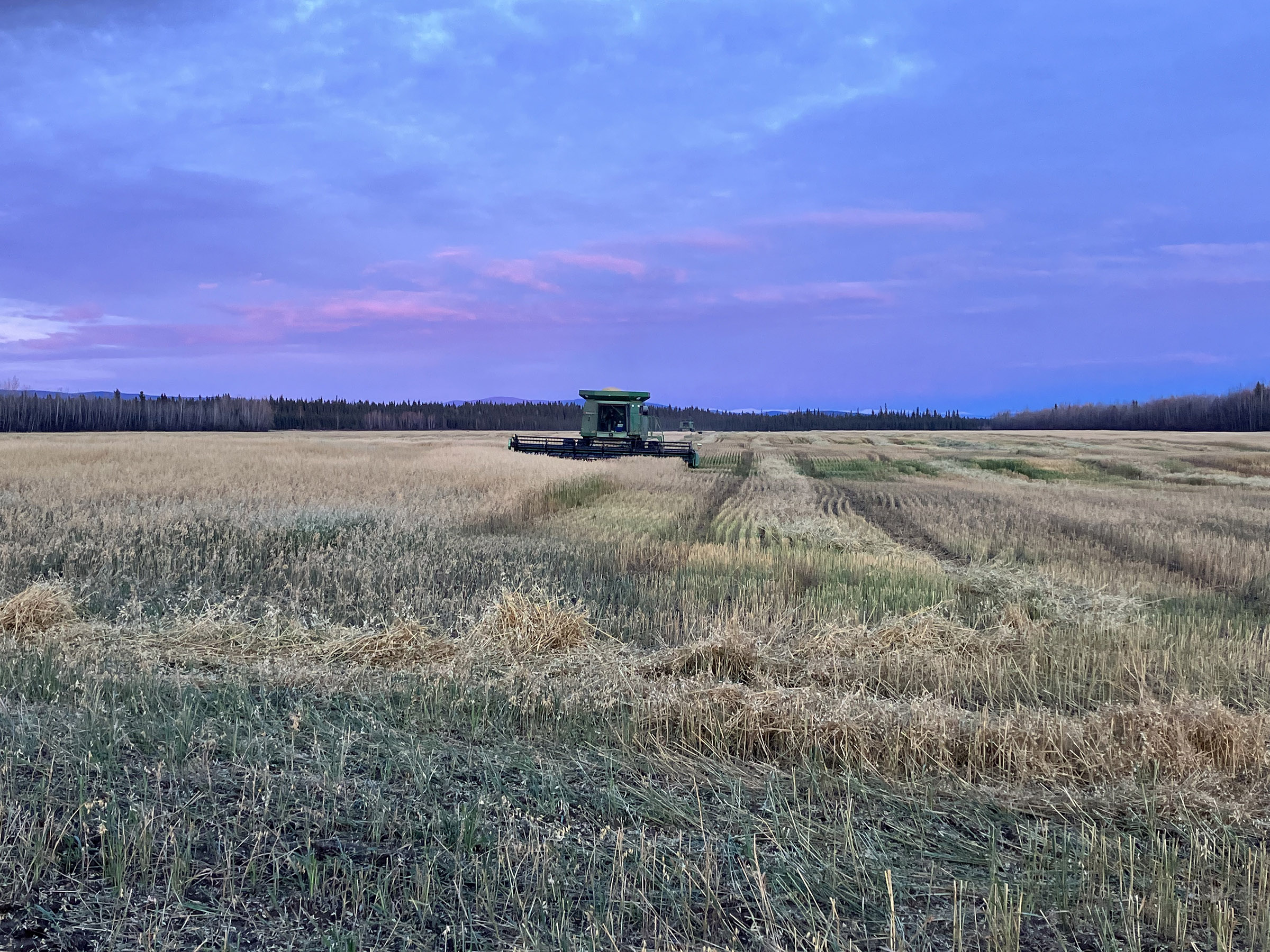 A combine harvests oats in a field under a colorful sky