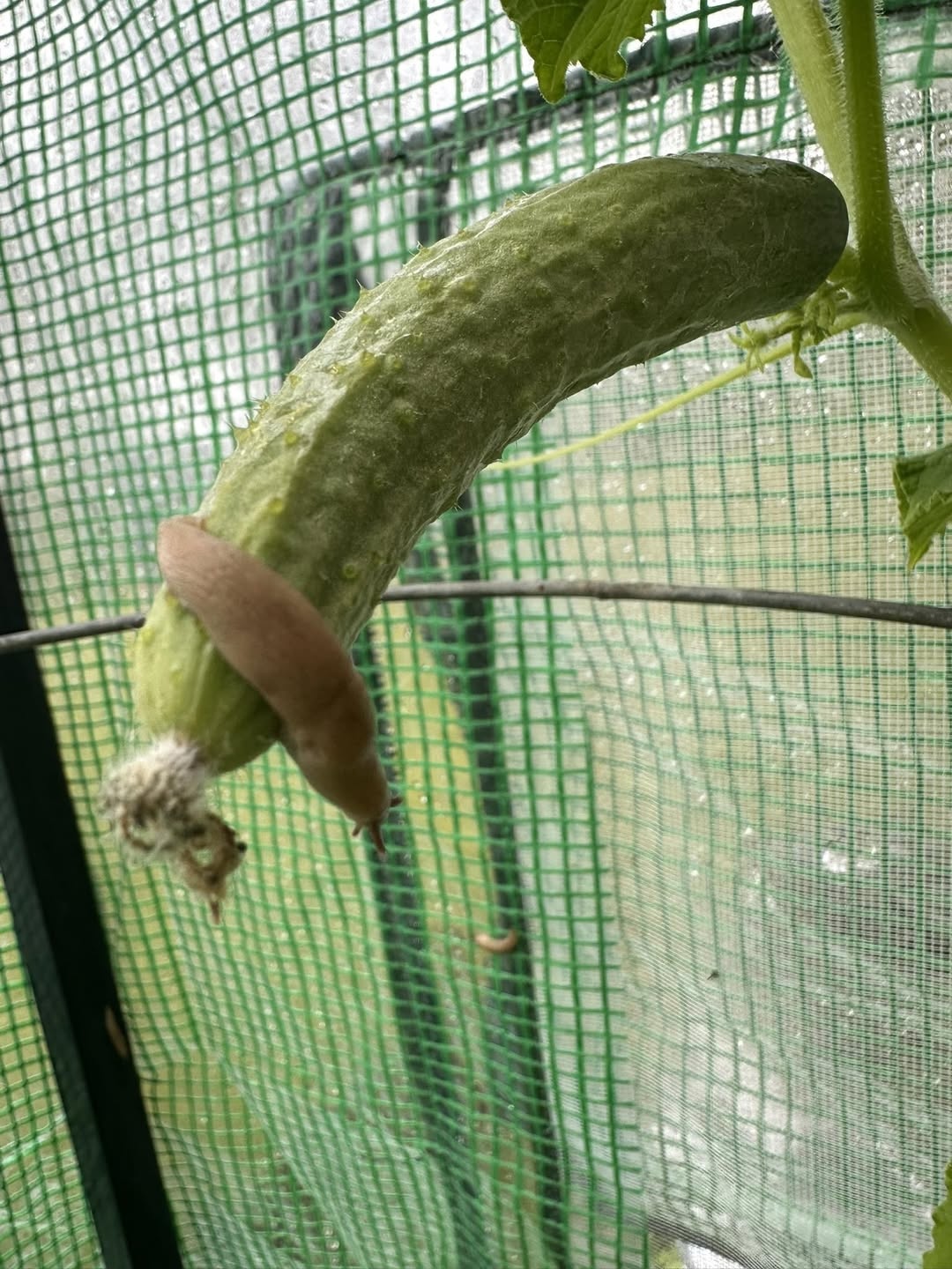 A slug feeds on a cucumber inside a greenhouse