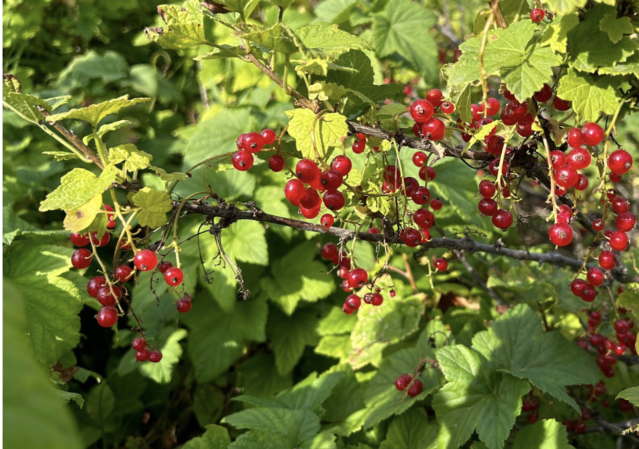Bright red berries trail from green leaves on a sunny day.
