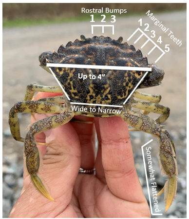 A person holds a European green crab with superimposed text describing identifying features.