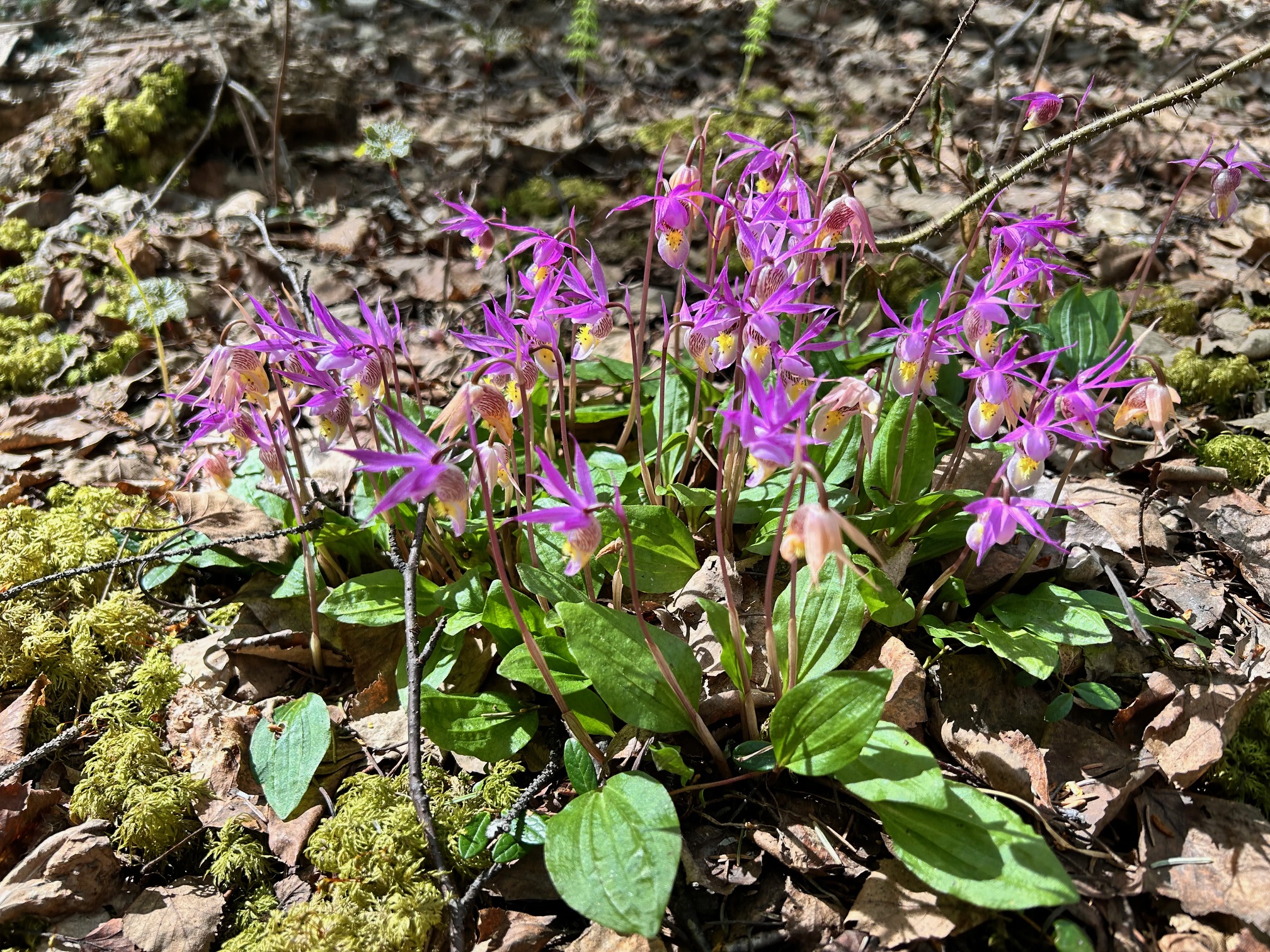 Bright pink and white orchids grow in a clump in the woods of Interior Alaska.