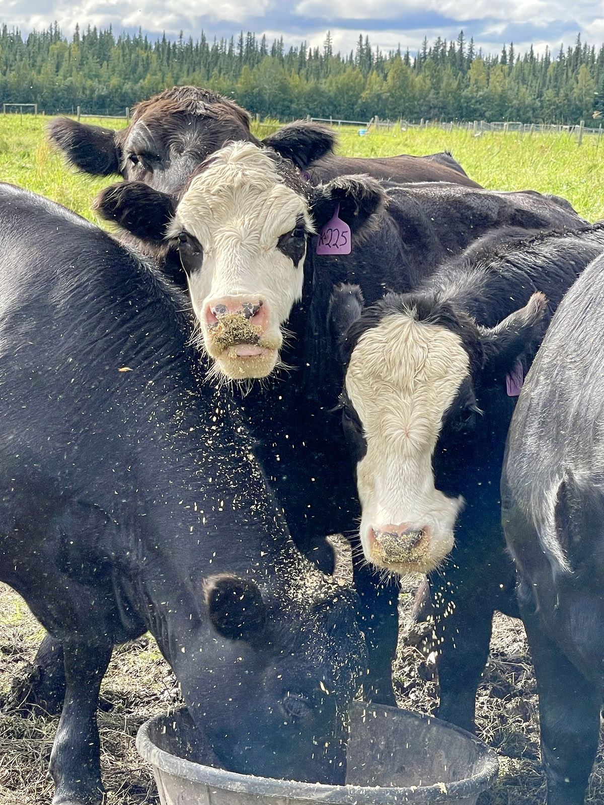 A group of black cows, some with white faces, are grouped around a bucket of feed in a summer pasture.