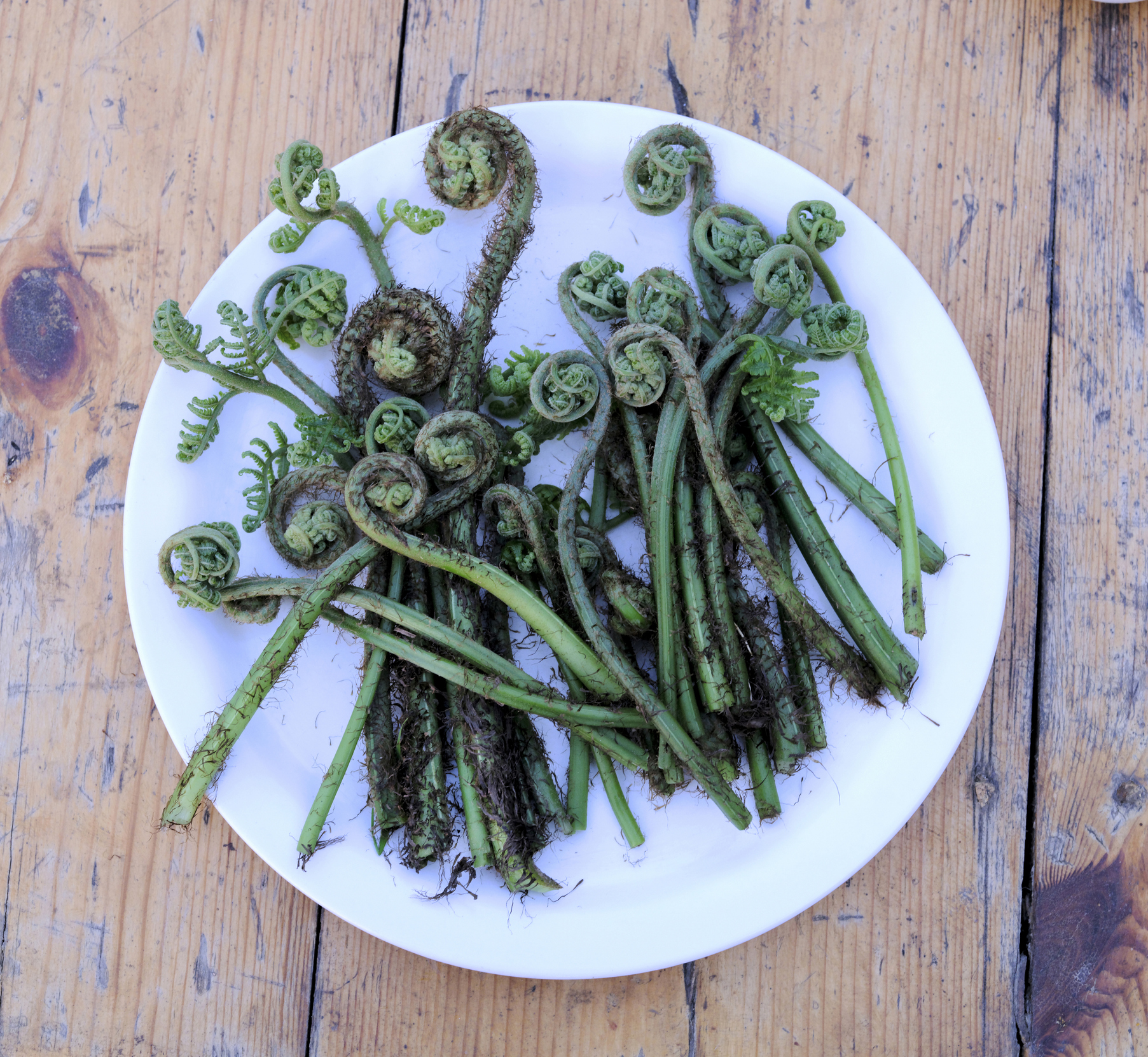 young fiddlehead ferns are arranged on a plate