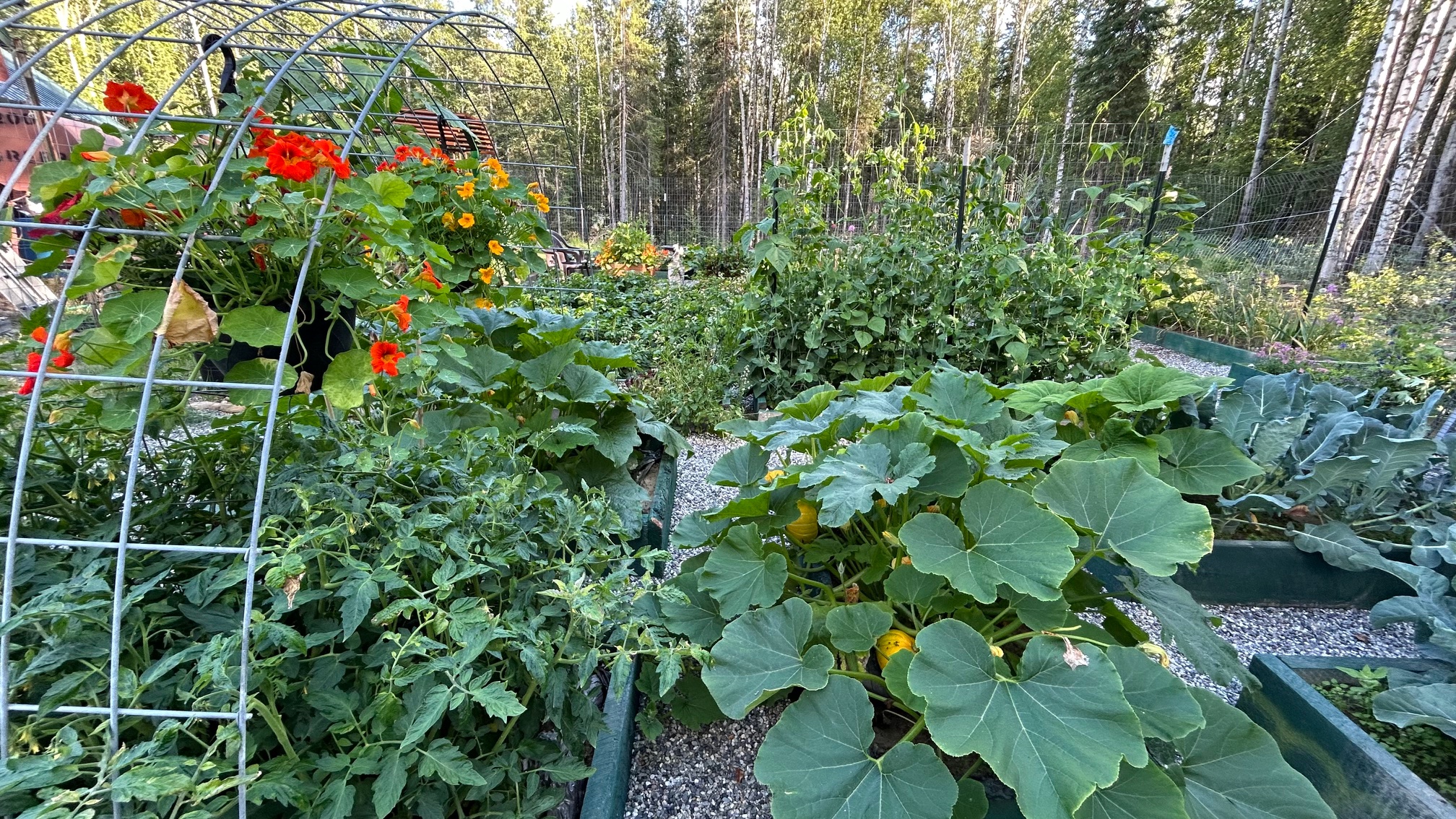Vegetables and flowers grow in raised beds in a sunny garden.