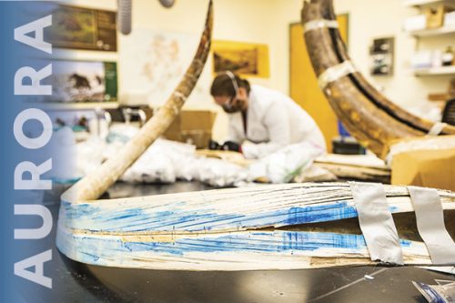 A woolly mammoth tusk is split lengthwise in a lab at the Alaska Stable Isotope Facility