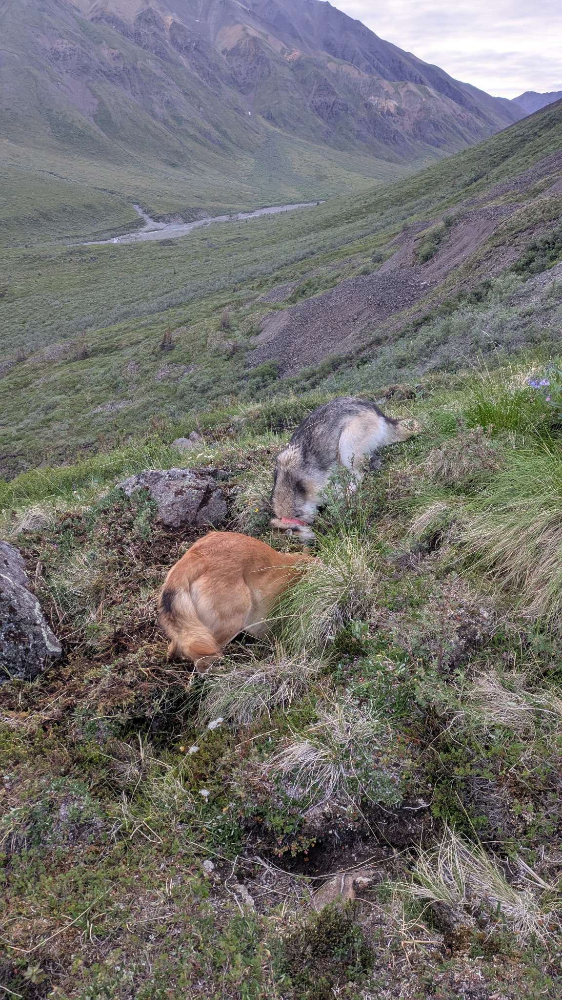 A golden-brown dog and a gray and white dog press their snouts into rocky tundra burrows on a steep alpine hillside, with a broad mountain valley and winding river visible in the distance below.