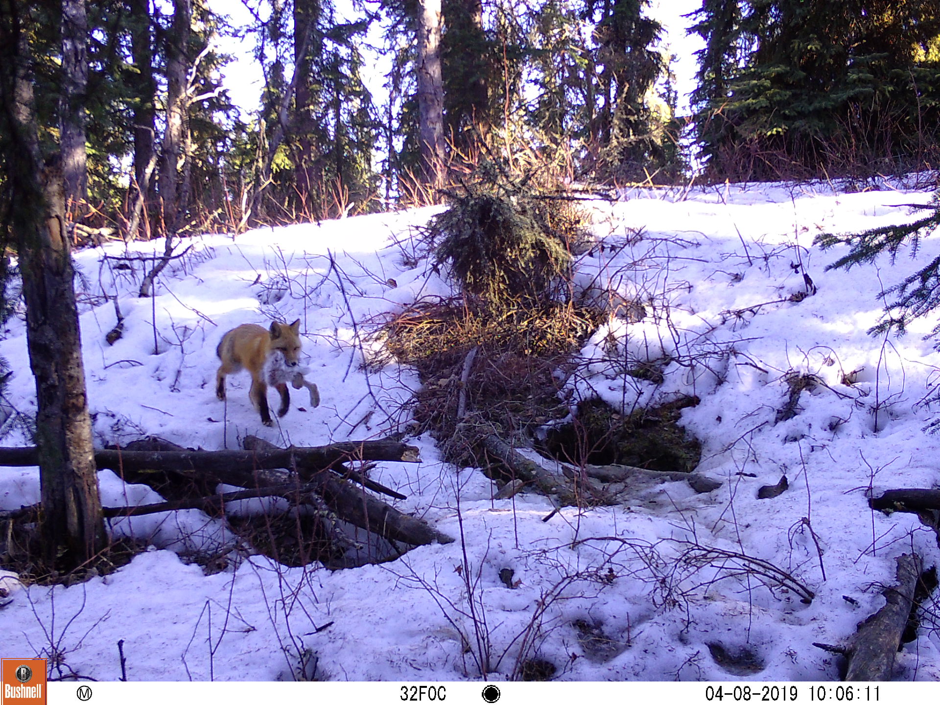 A fox with a snowshoe hare in its mouth walks across a snowy landscape