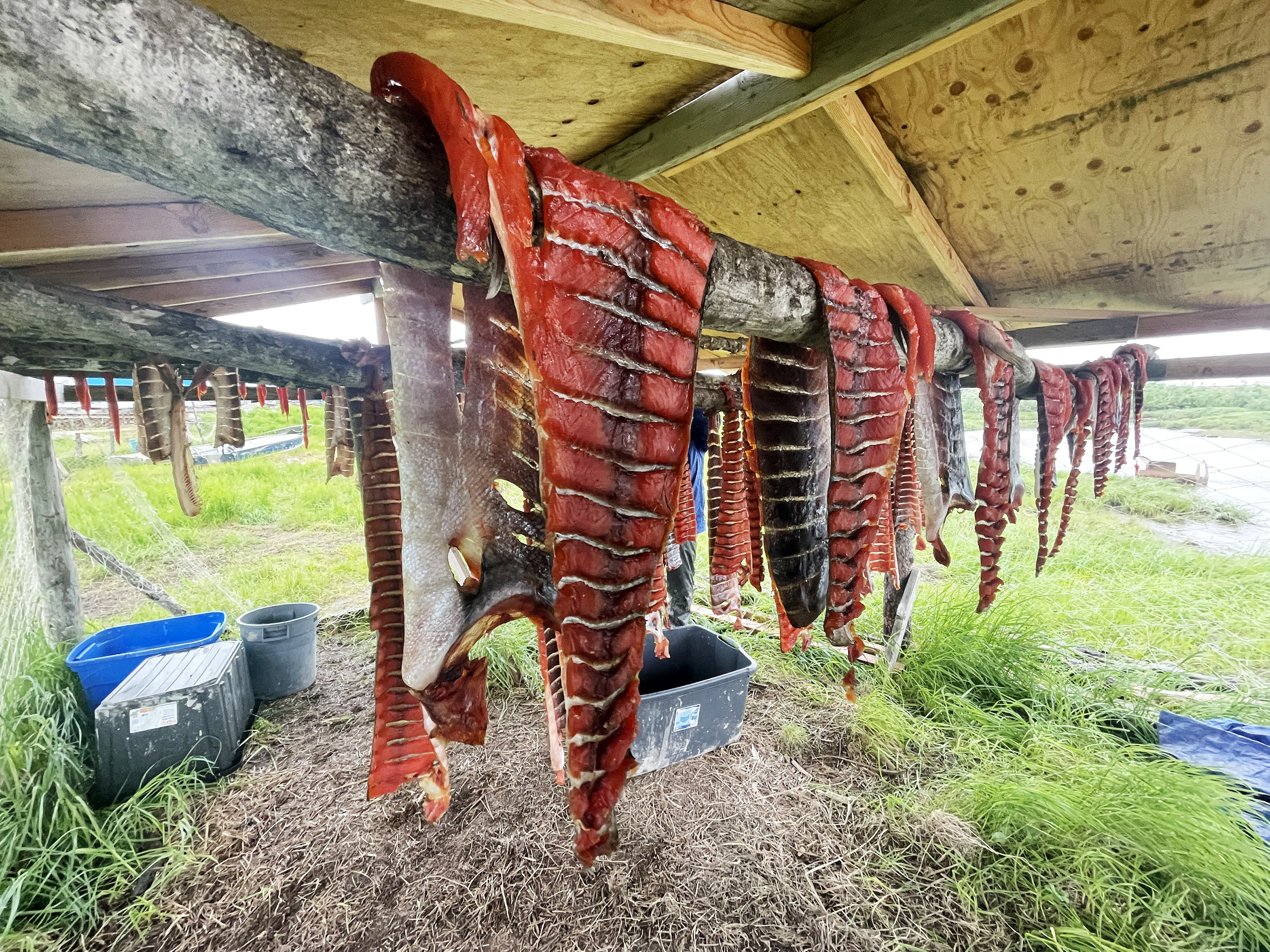 Salmon drying on a rack