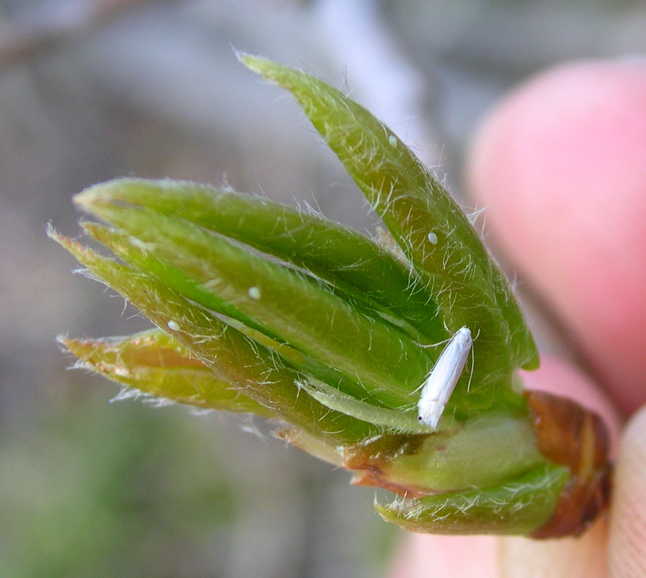 A small white moth and tiny white eggs on the buds of an aspen.