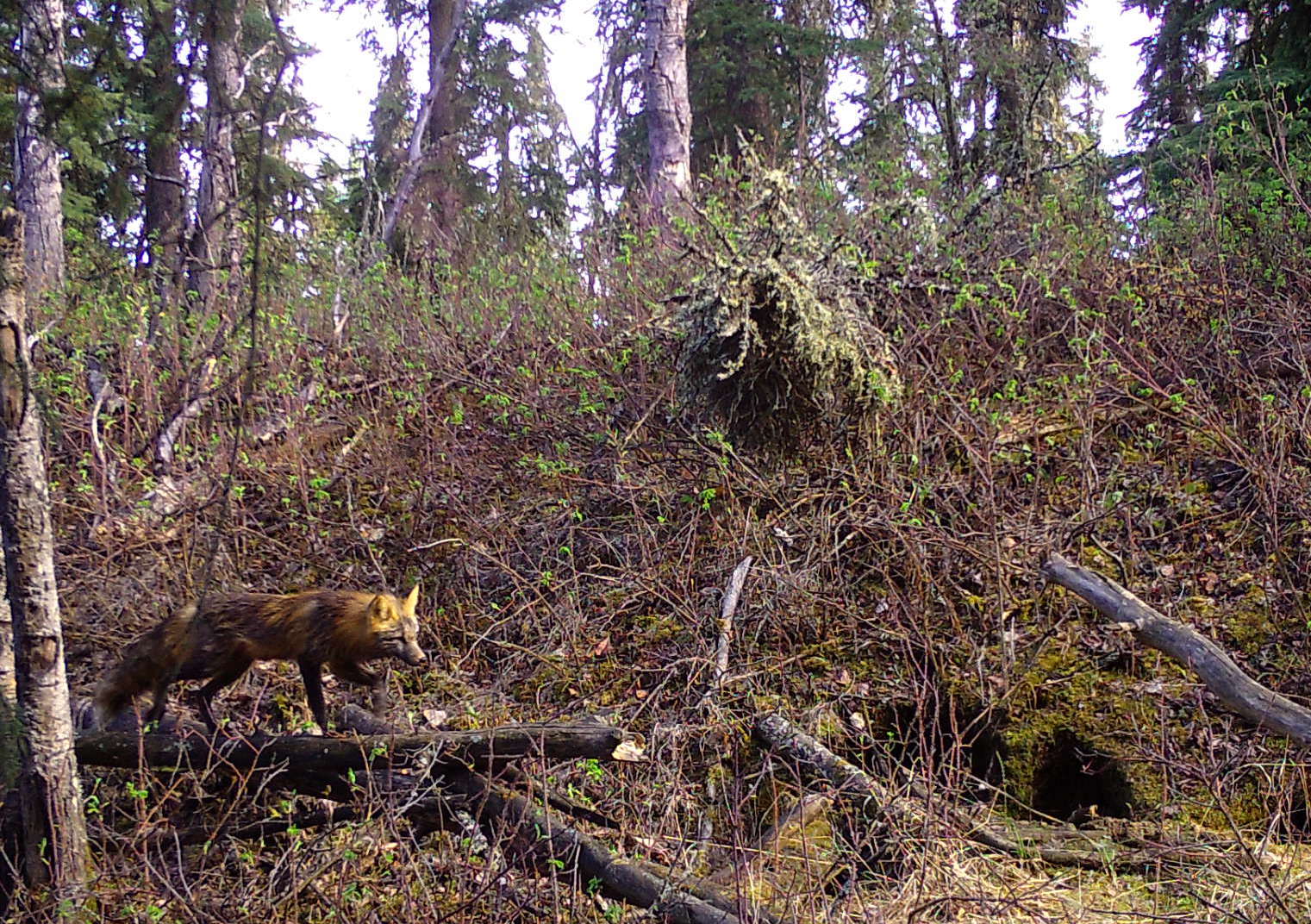 A red and black fox walks across a forest landscape