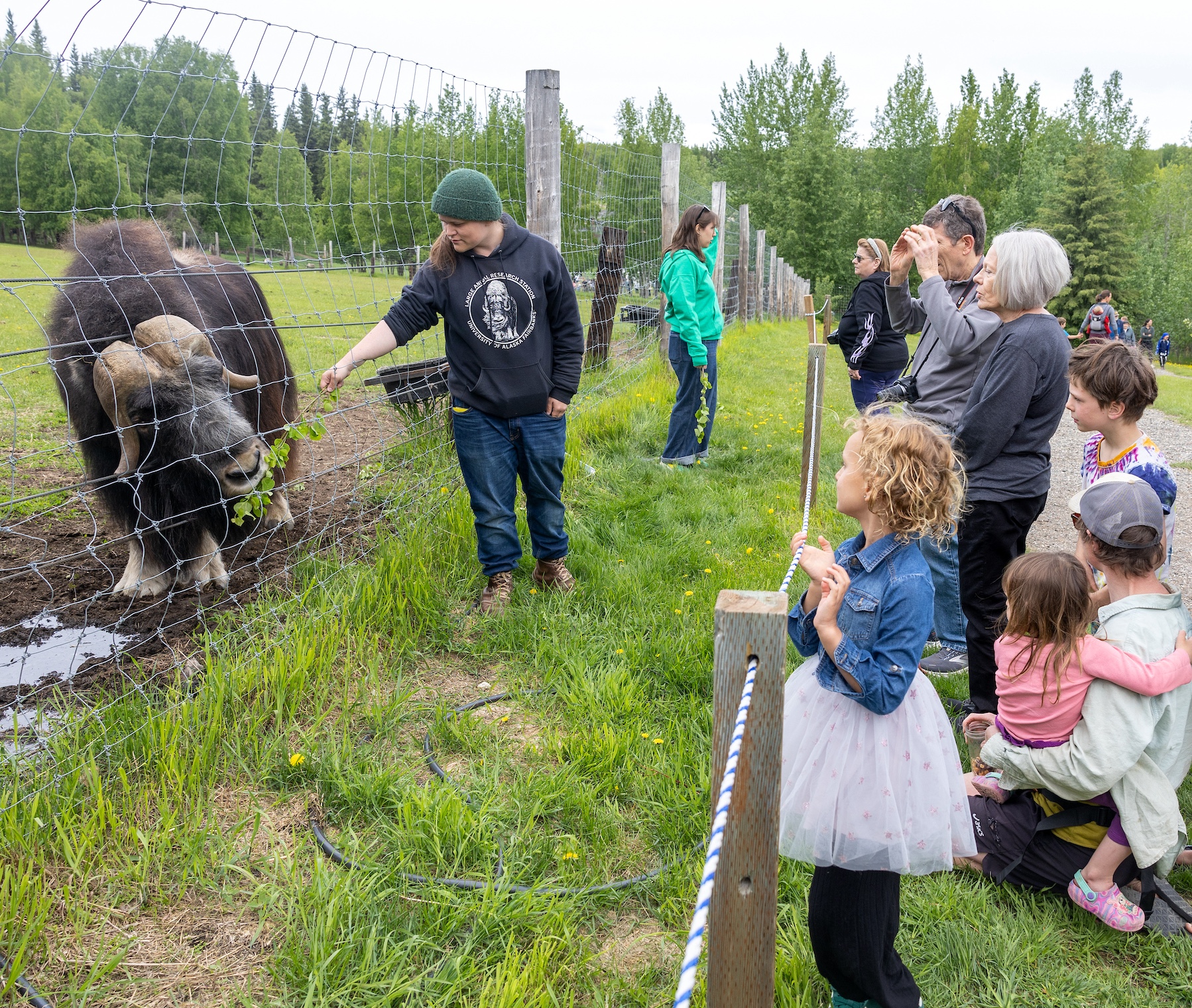 A UAF Large Animal Research Station staff member feeds leafy greens to a muskox through a wire fence as a group of visitors, including young children, watch from behind a rope barrier, at the 2025 LARS Birthday Bash.