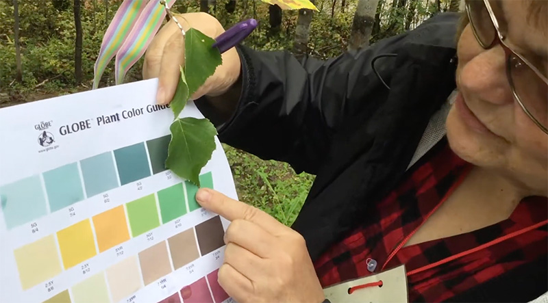 A person holds a leaf up to colors on a paper with GLOBE Plant Color Guide, points to green square.