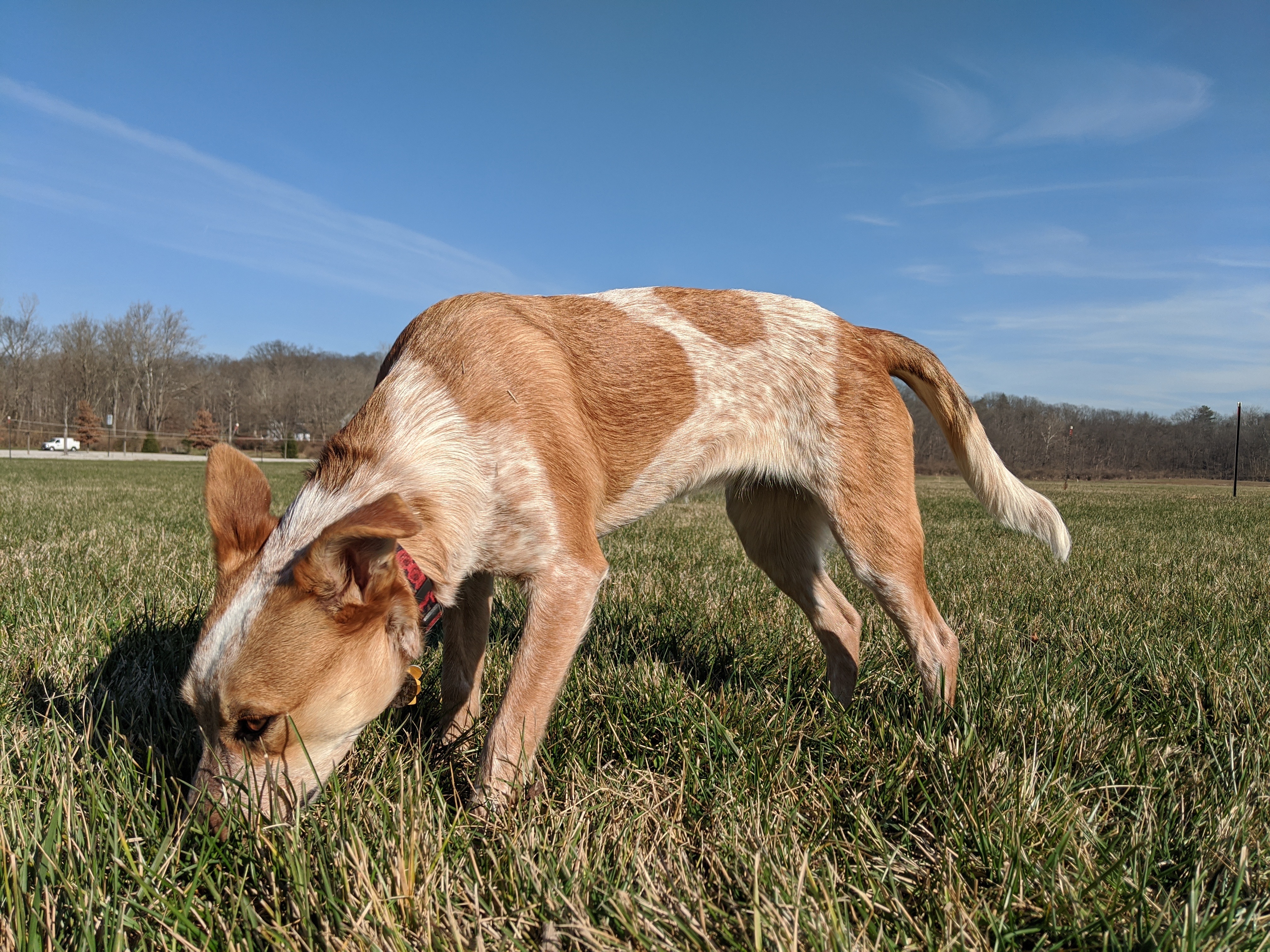 A tan and white spotted dog with a red collar sniffs the grass intently in an open field under a clear blue sky.