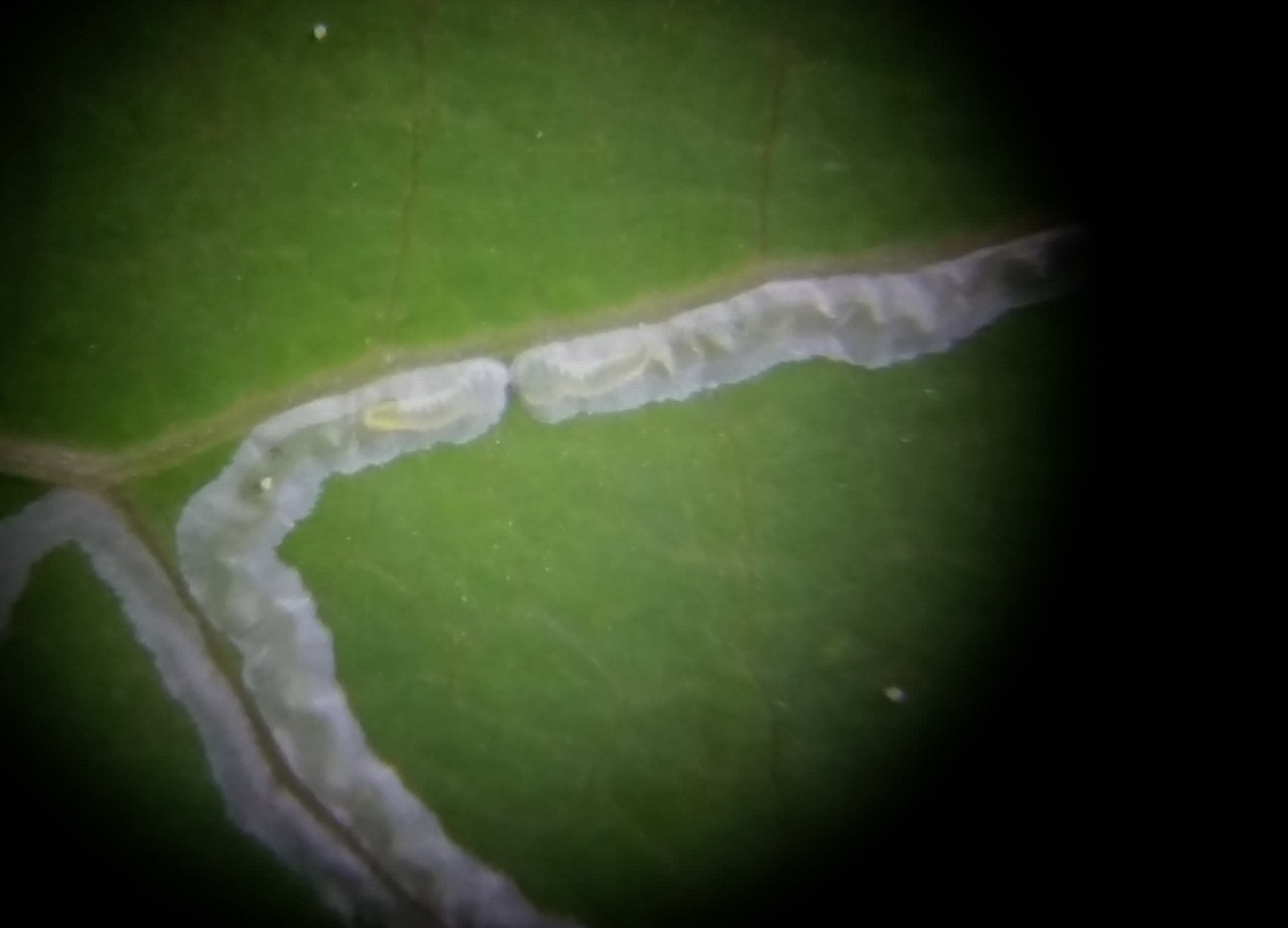 Microscope image of two white larvae meeting on an aspen leaf.