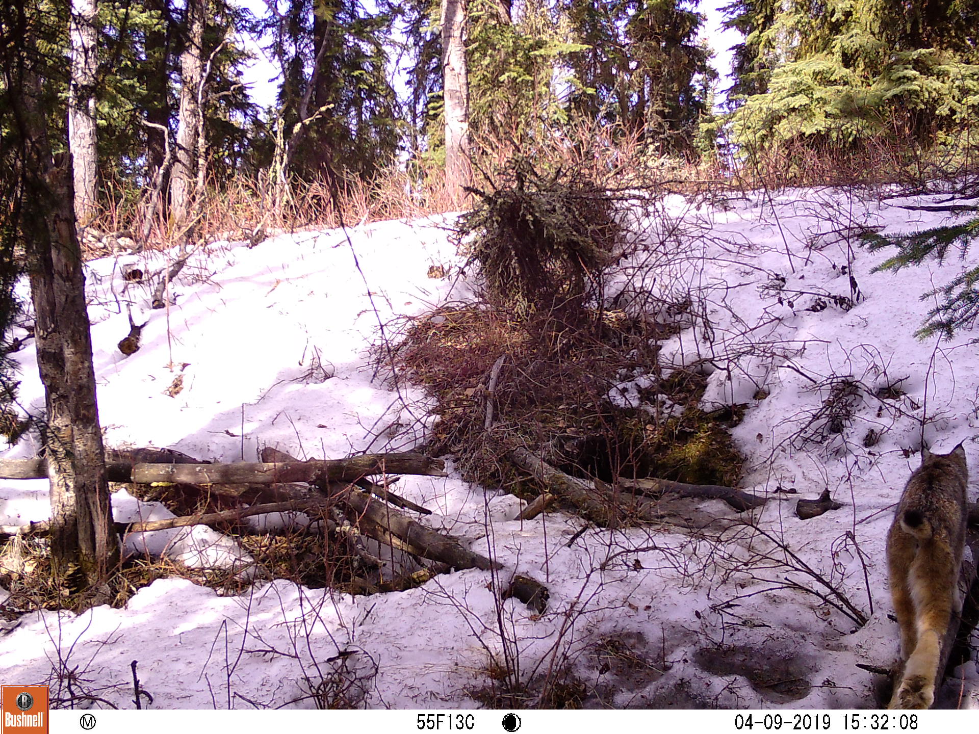 A Canada lynx walks across a snowy and forested landscape