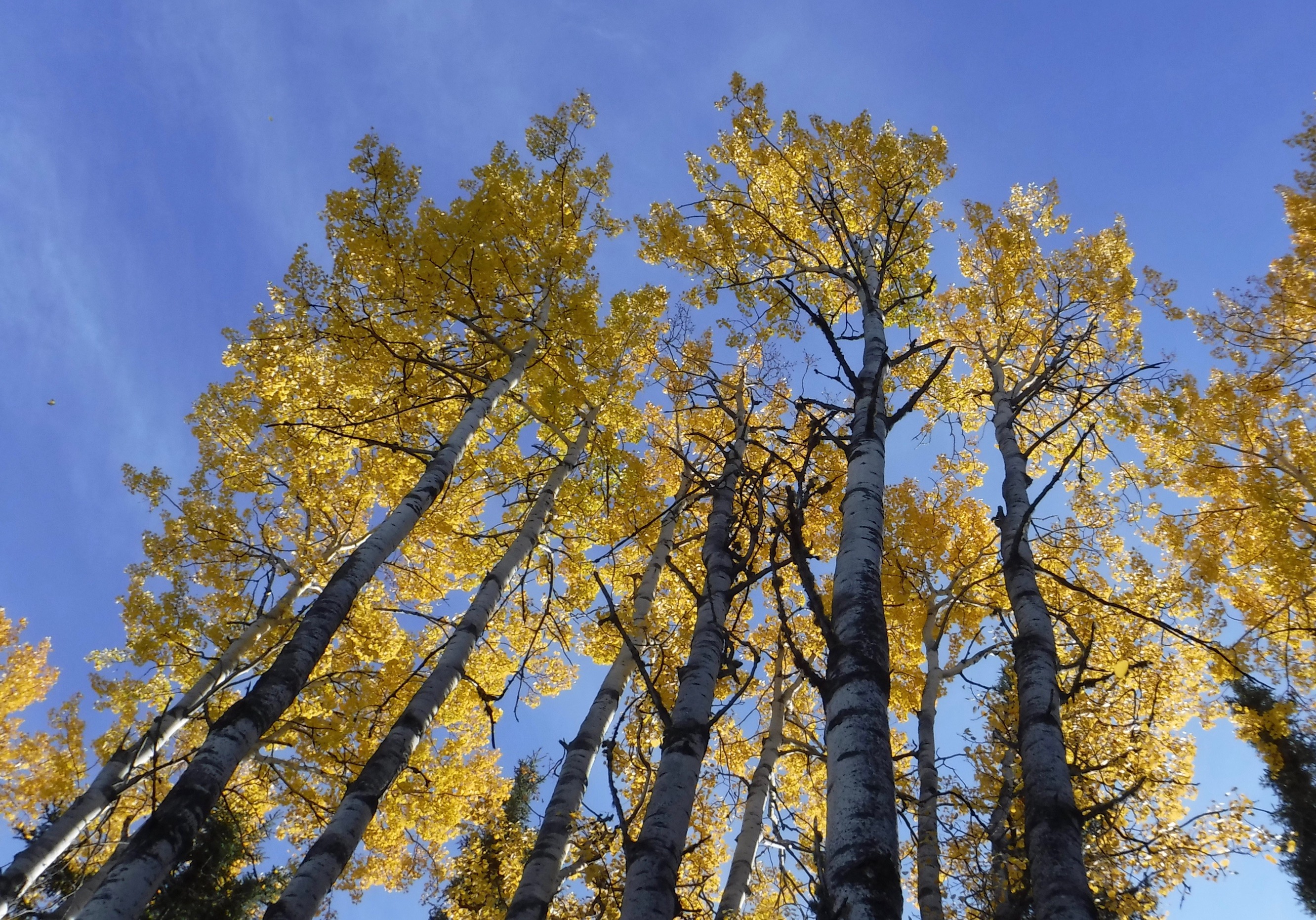 Colorful aspen trees