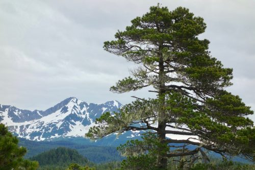Photo by Ned Rozell A shore pine, a type of lodgepole pine, grows near the town of Yakutat.