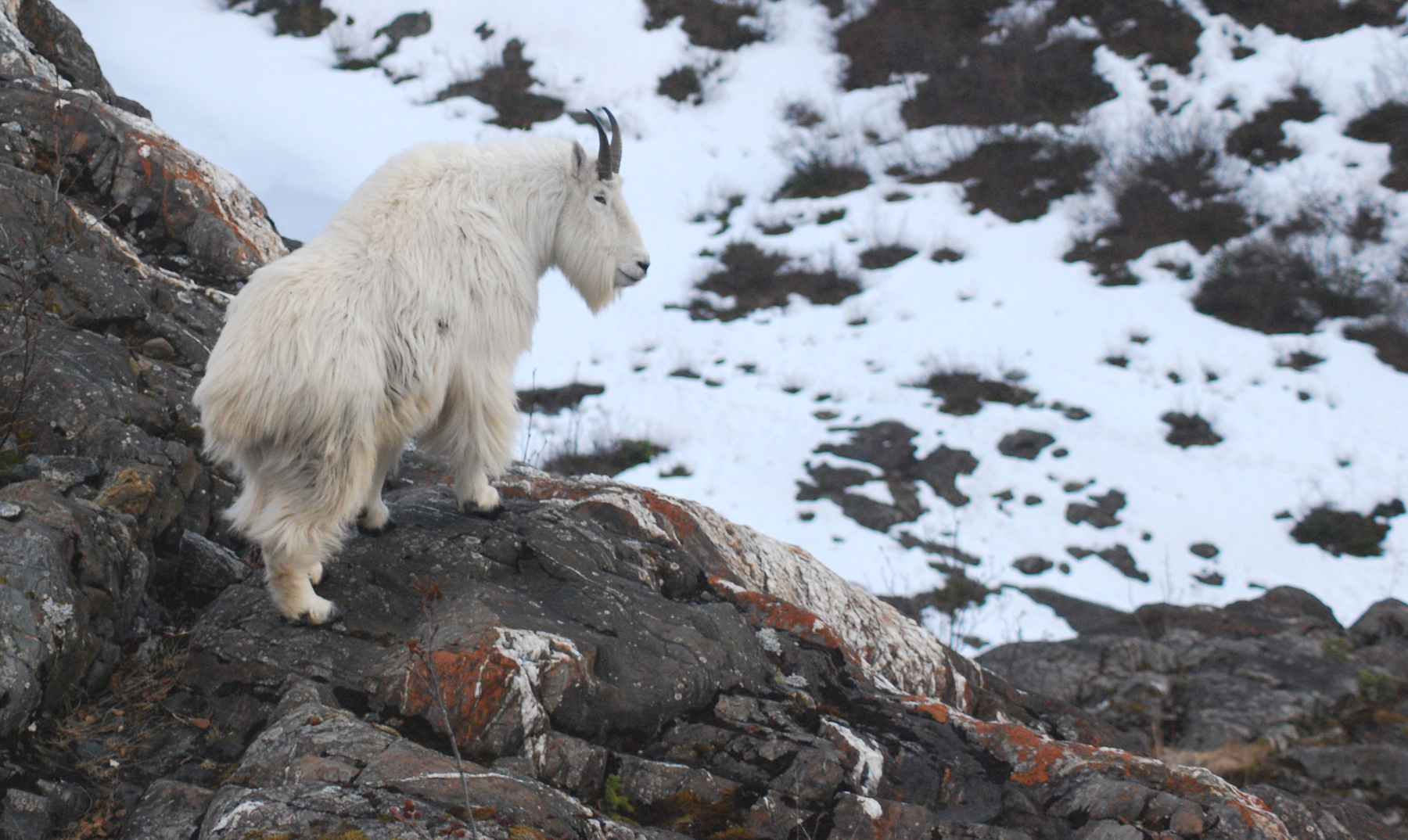 adult male mountain goat standing on rocks in a winter landscape