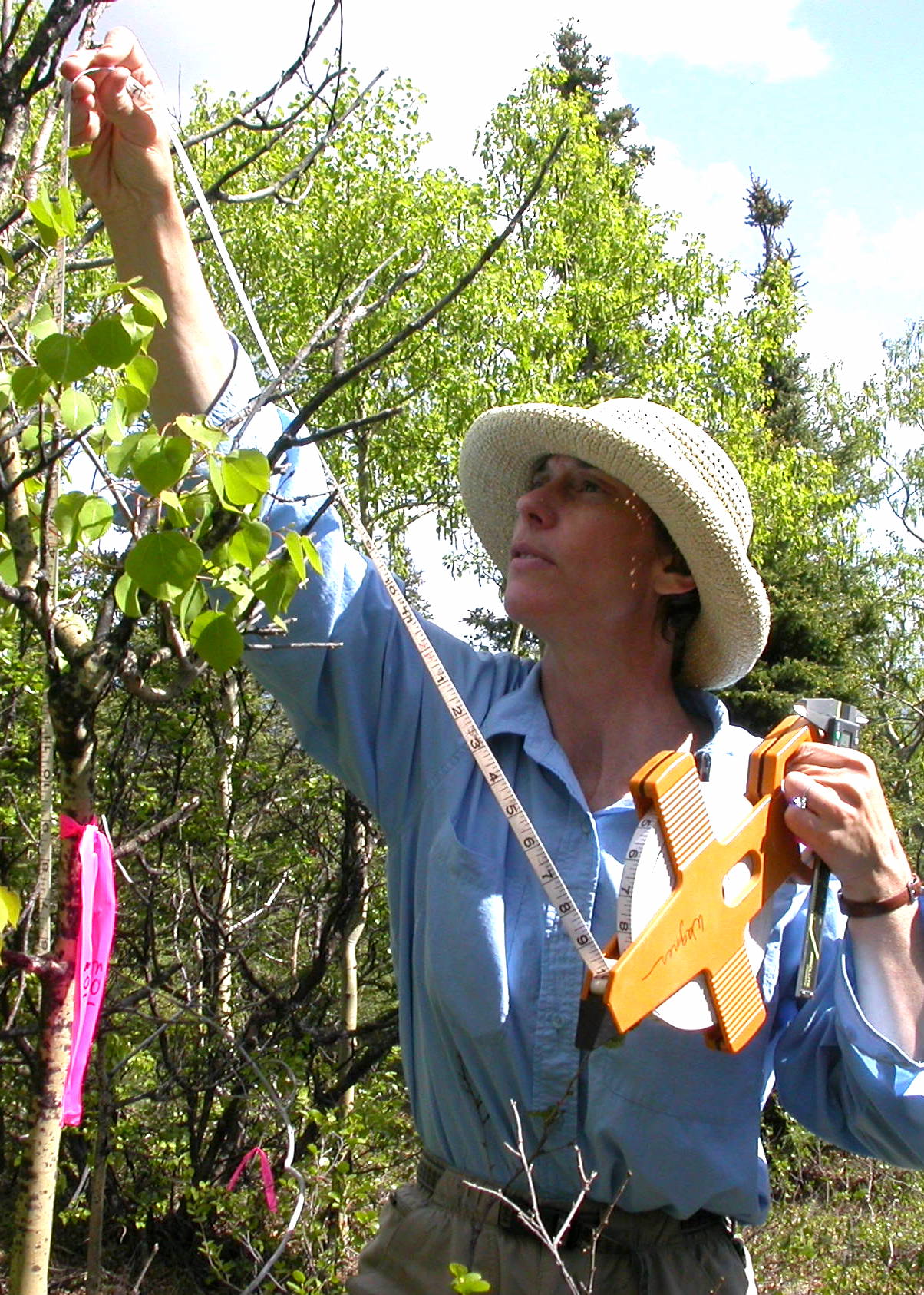 A woman in a hat holds the end of a tape measure above her head against an aspen tree.