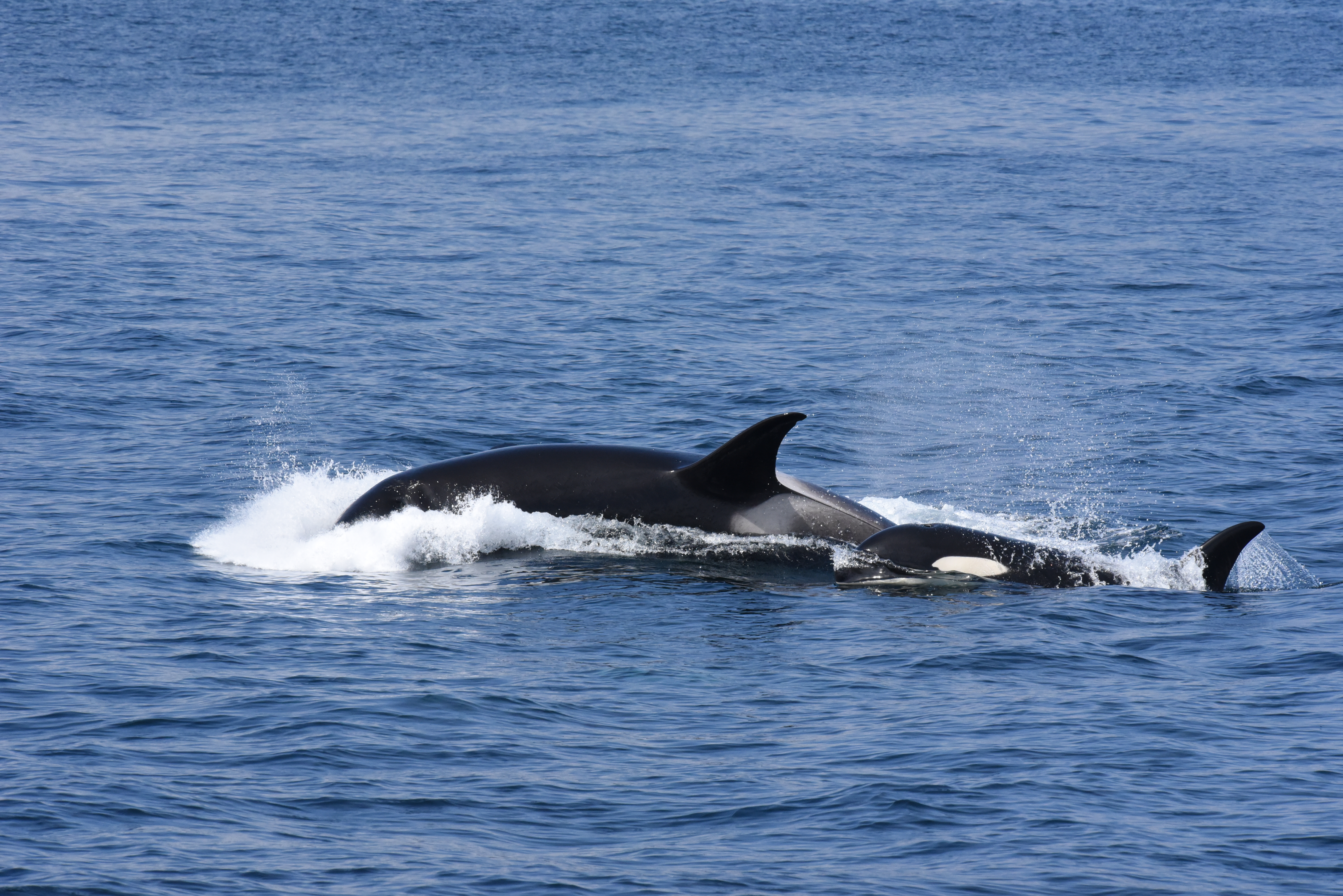An adult female killer whale demonstrates a tight turn at the surface characteristic of a fish chase, with her calf in tow. 