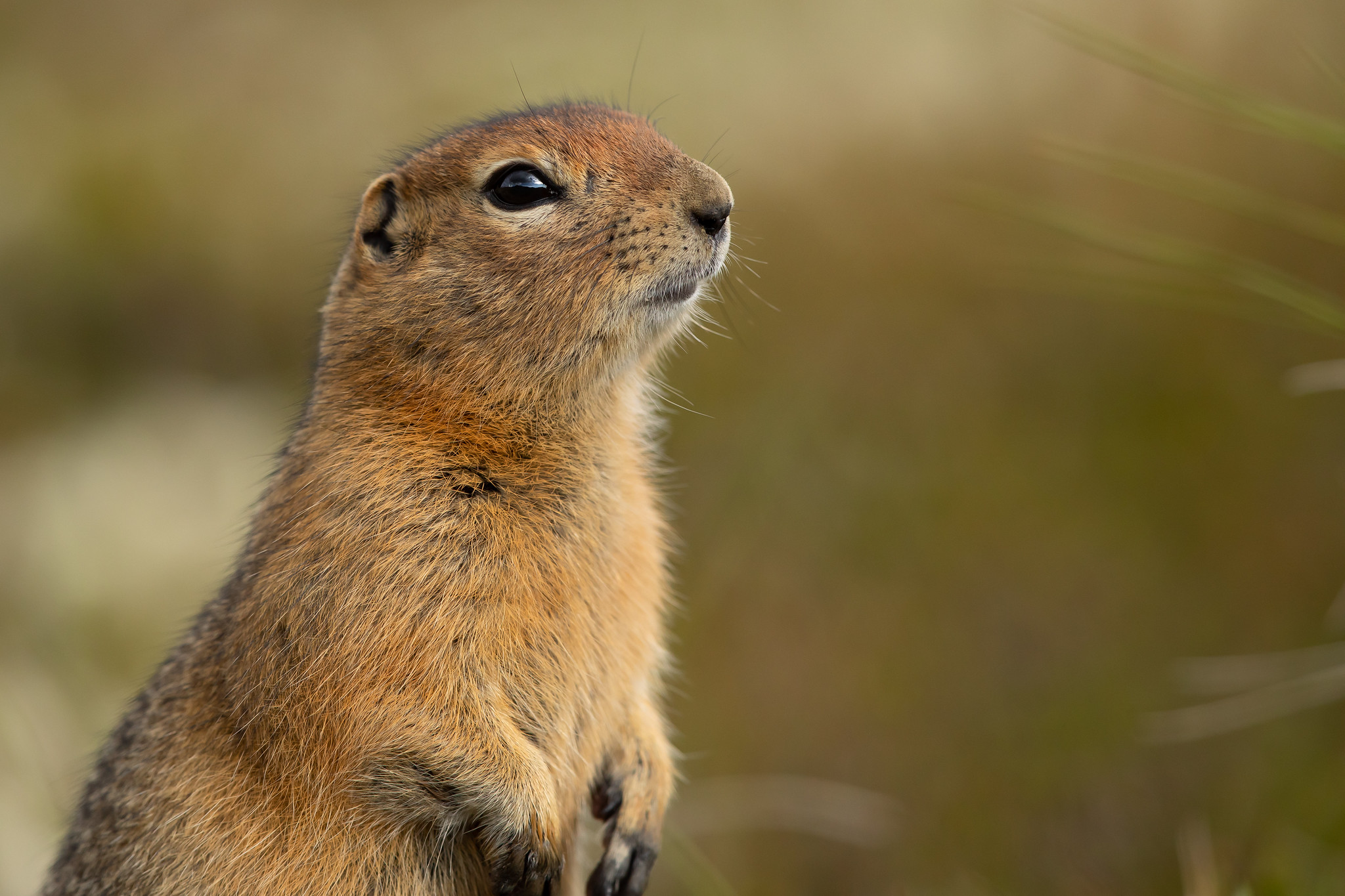 A close-up of a standing arctic ground squirrel, brown in color, against a blurred olive background