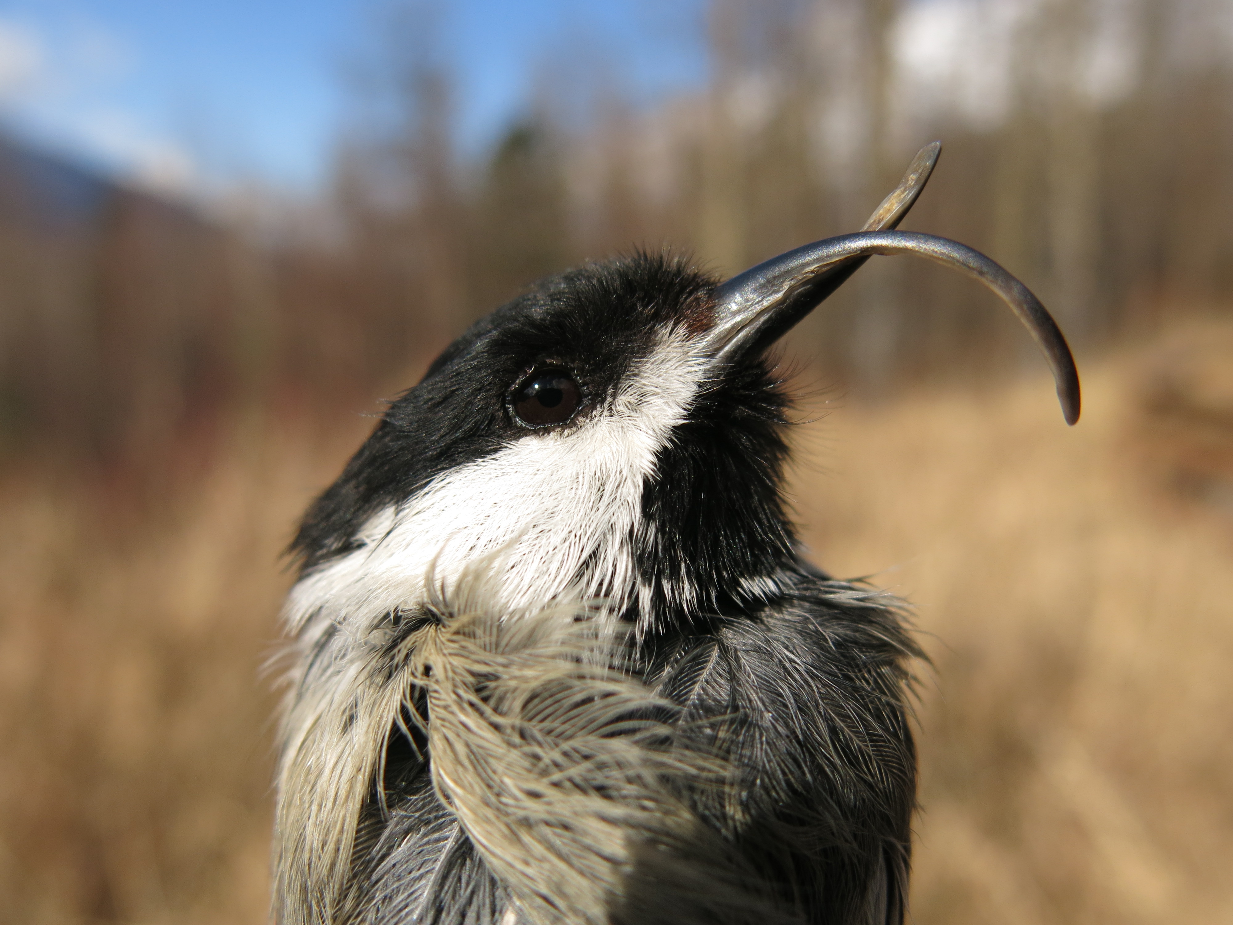 A black and white bird with a long and curved beak