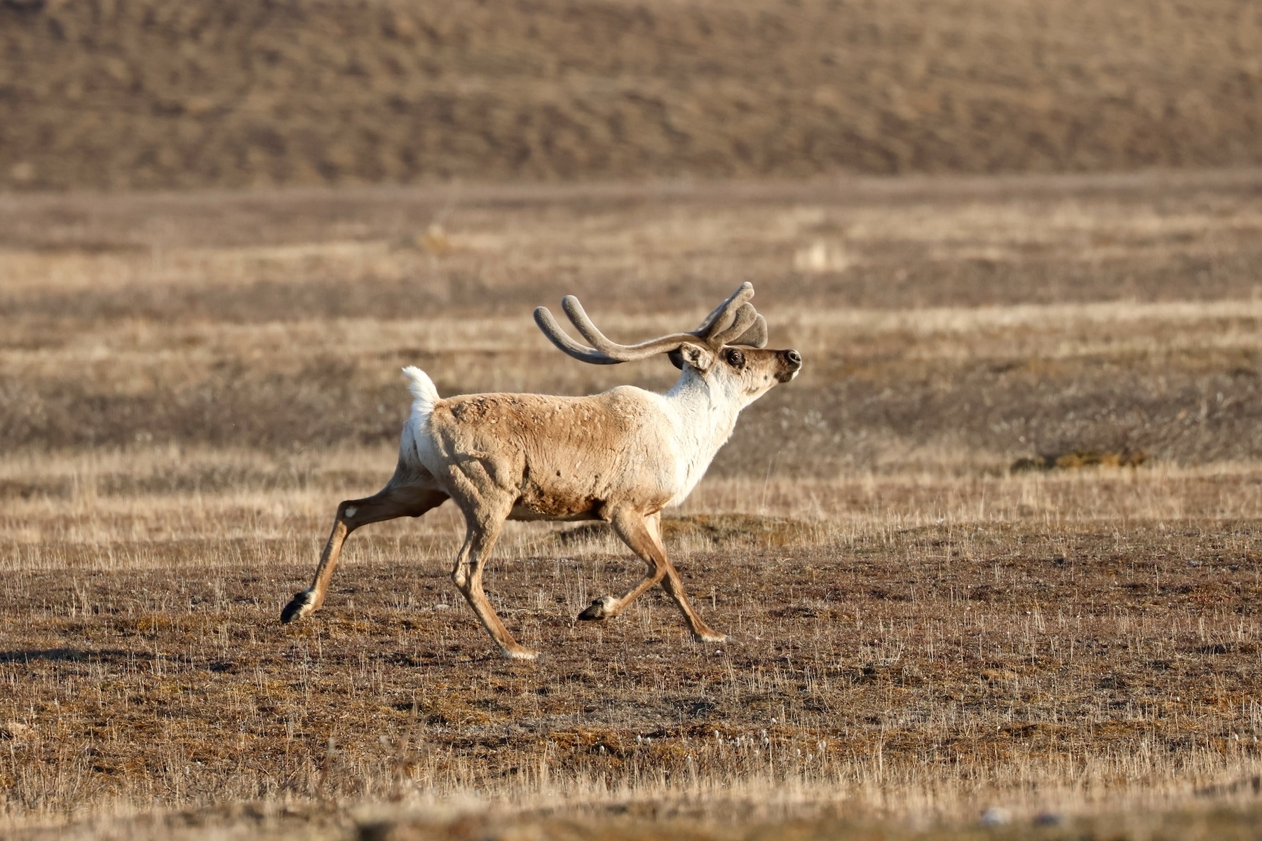 A caribou with velvet antlers trots across brown tundra, its white tail and head raised in alarm.