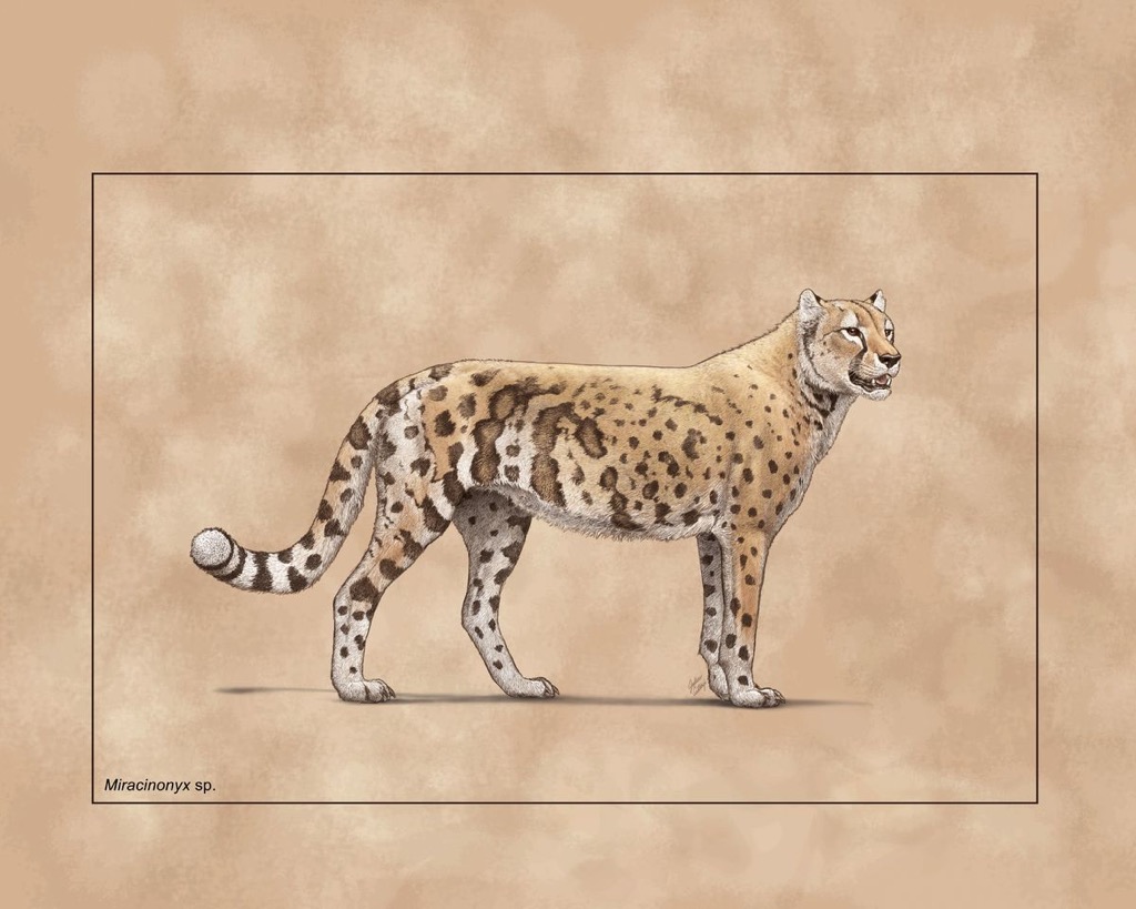 An illustration of an American cheetah