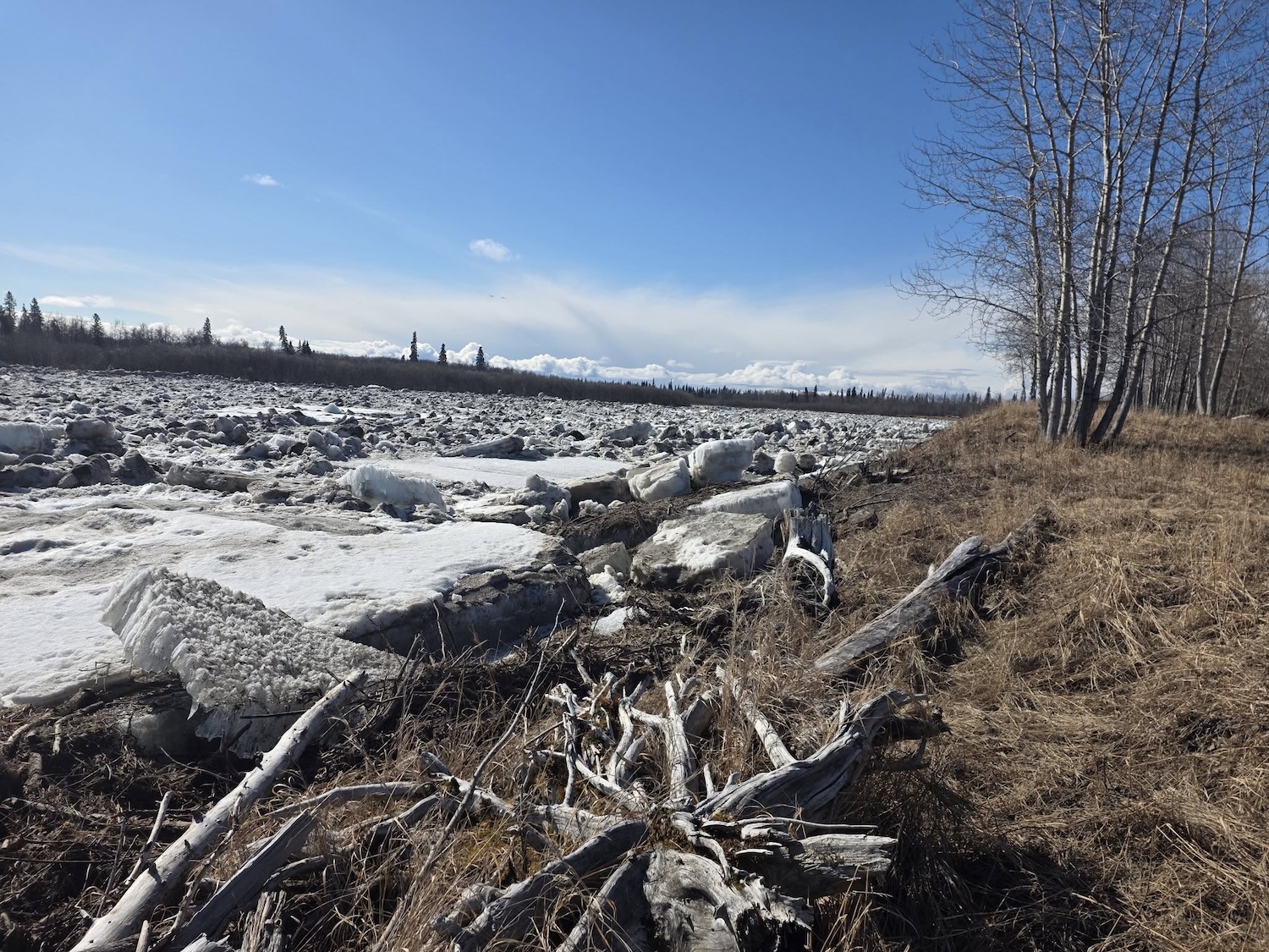 Under a blue sky, blocks of jumbled ice fill a river bank to bank. Driftwood — stumps and logs — lie on the near shore, which is covered with dead grasses. 