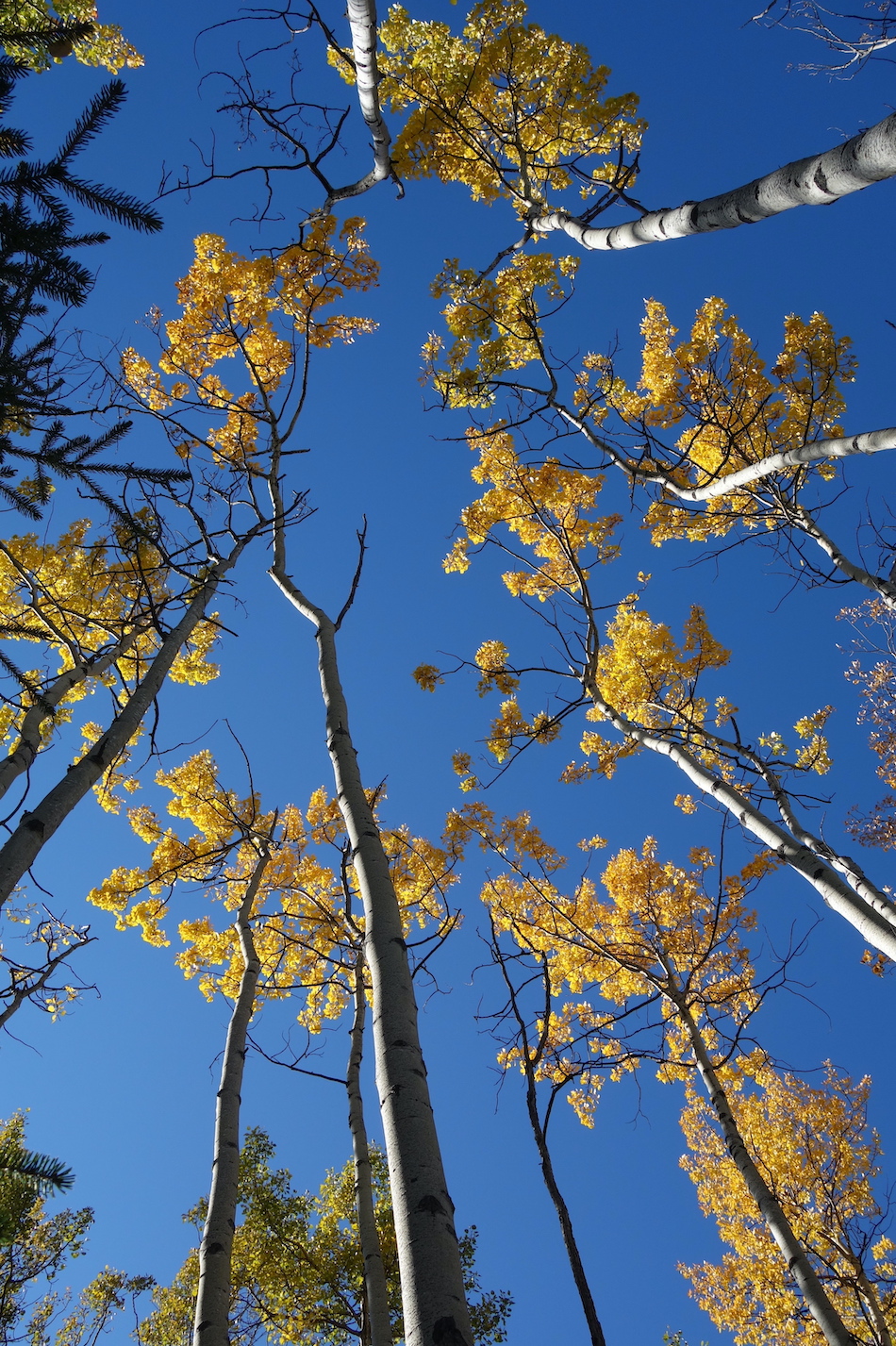 Aspens bearing yellow leaves rise into a blue sky.