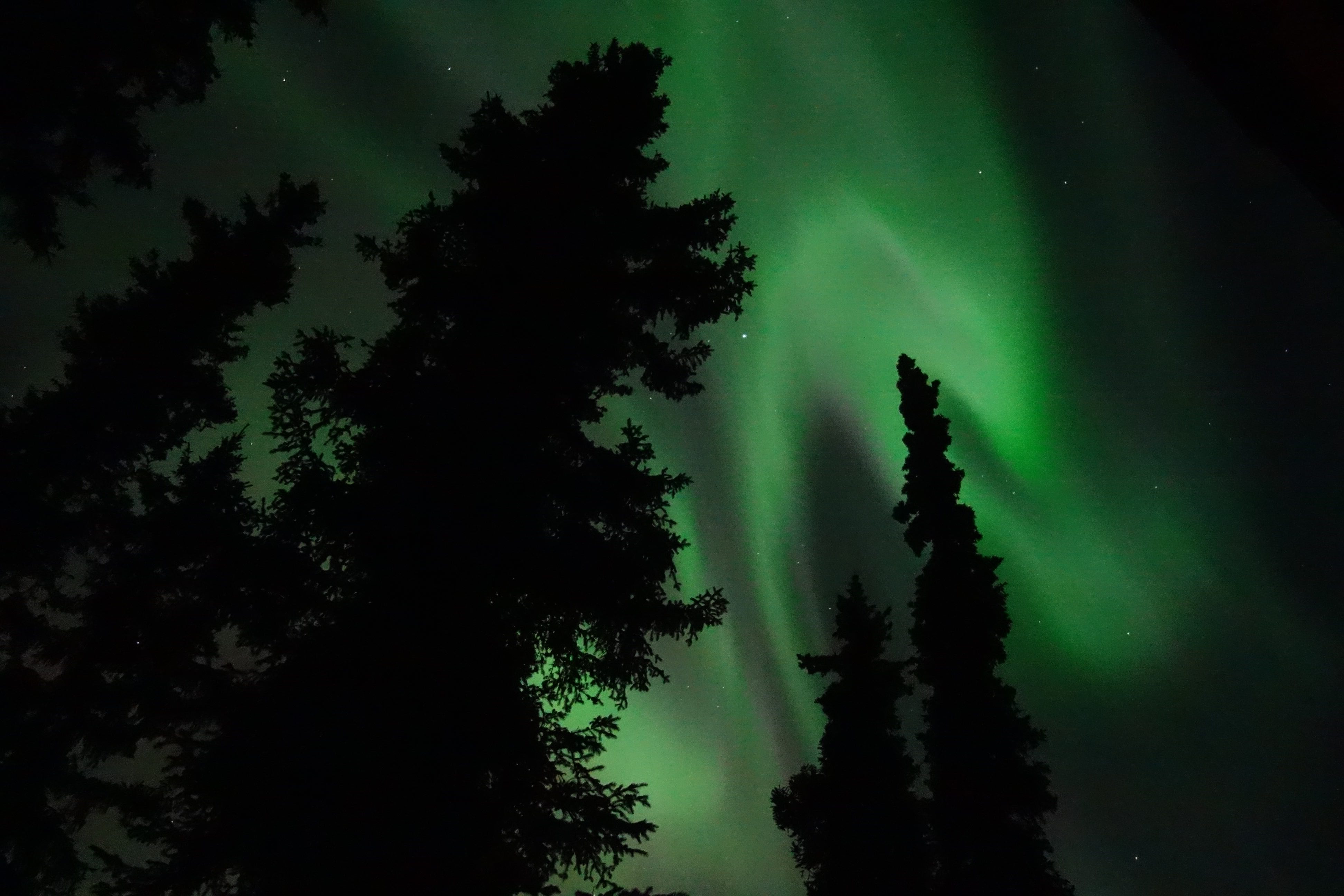 A green aurora borealis shines between spruce trees.