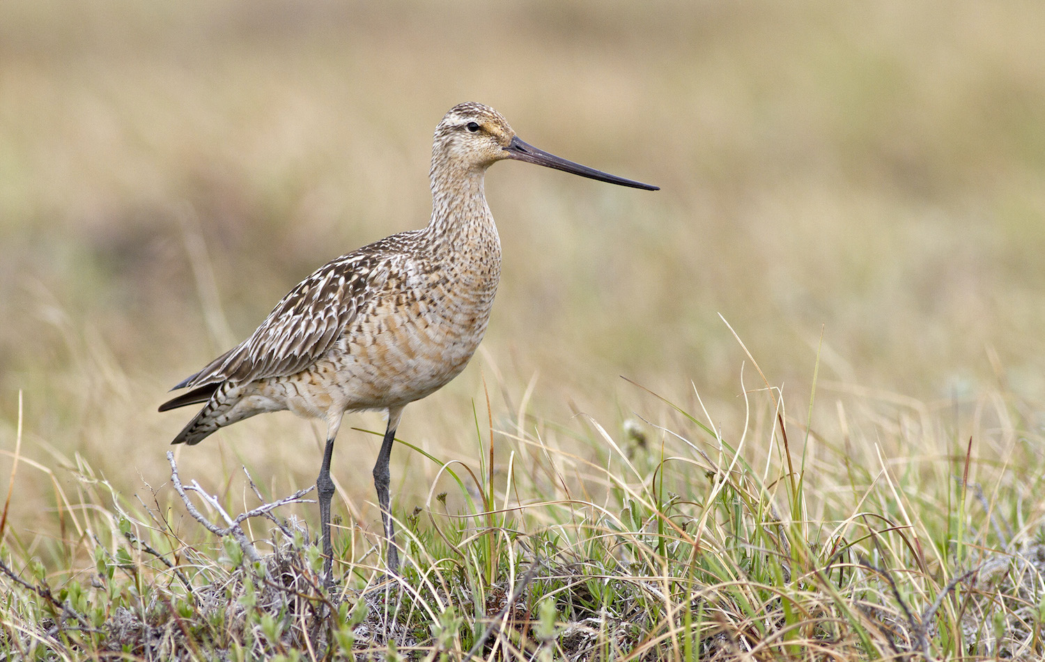 A mottled brown shorebird with a long beak stands in grass.