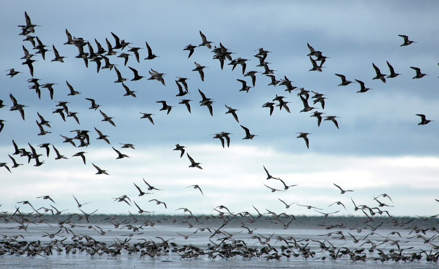 Dozens of birds fly above a sand shoal, where dozens more walk.