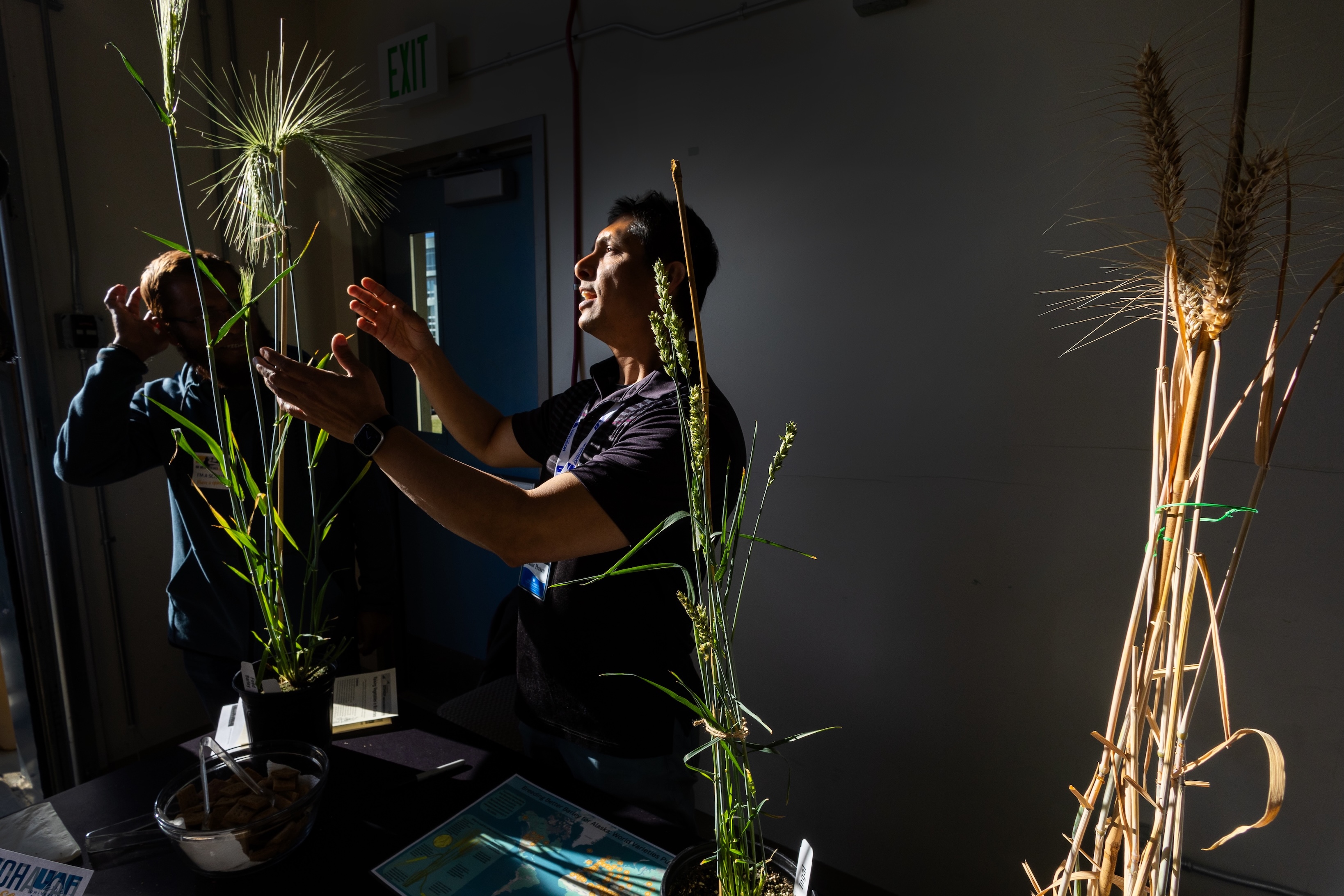 A person in a darkened room gestures to sunlit barley stalks.