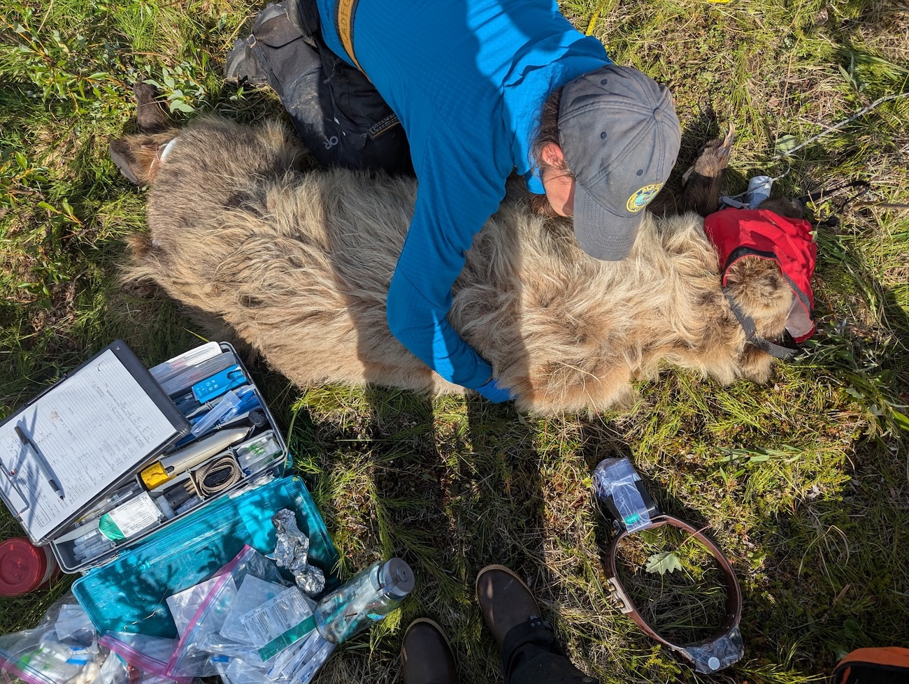 A woman in a blue coat and a ball cap wraps her arms around a tranquilized grizzly lying on tundra. A kit of medical supplies and a radio collar sit next to them.