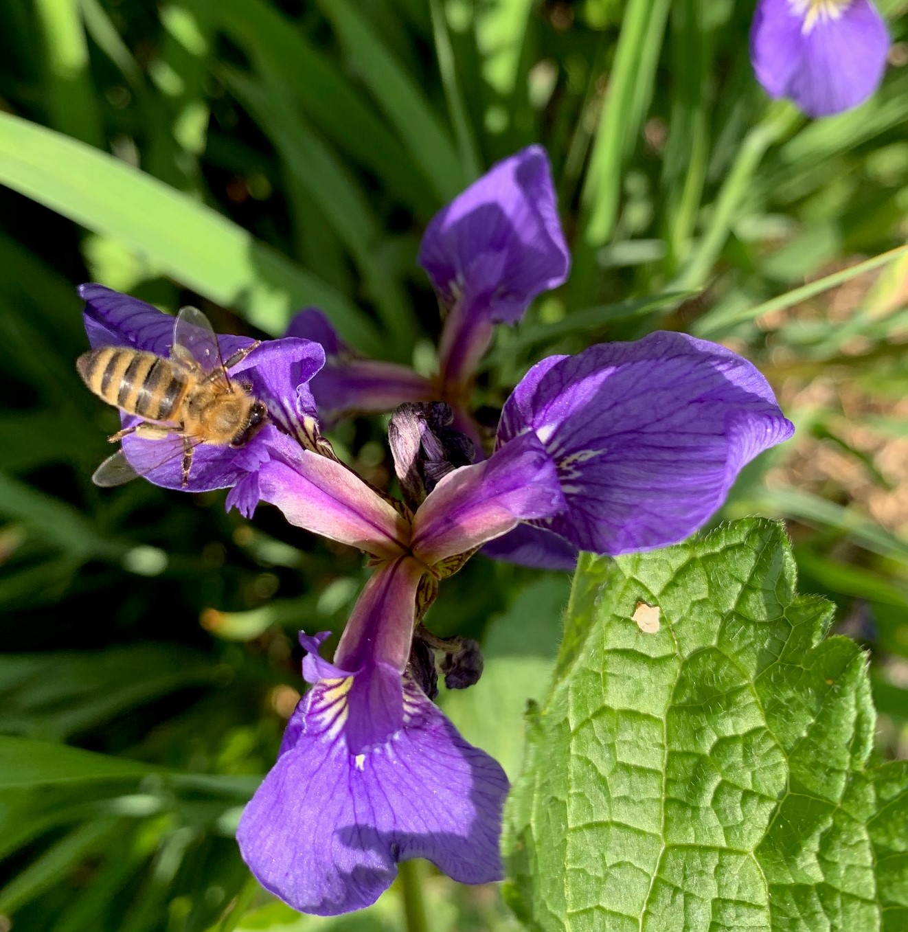 Photo by Diane Hunt, A bee pollinates an iris at Georgeson Botanical Garden. The garden is highlighting the role of pollinators with new exhibits and activities. 