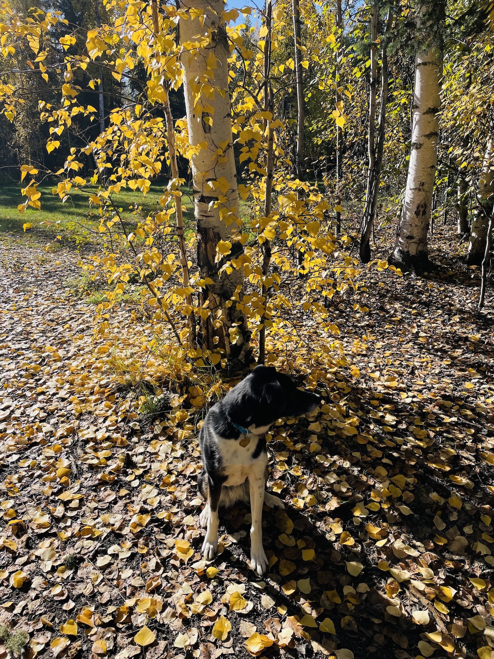 A black dog with some white markings sits in front of a birch tree with yellow leaves on the ground.