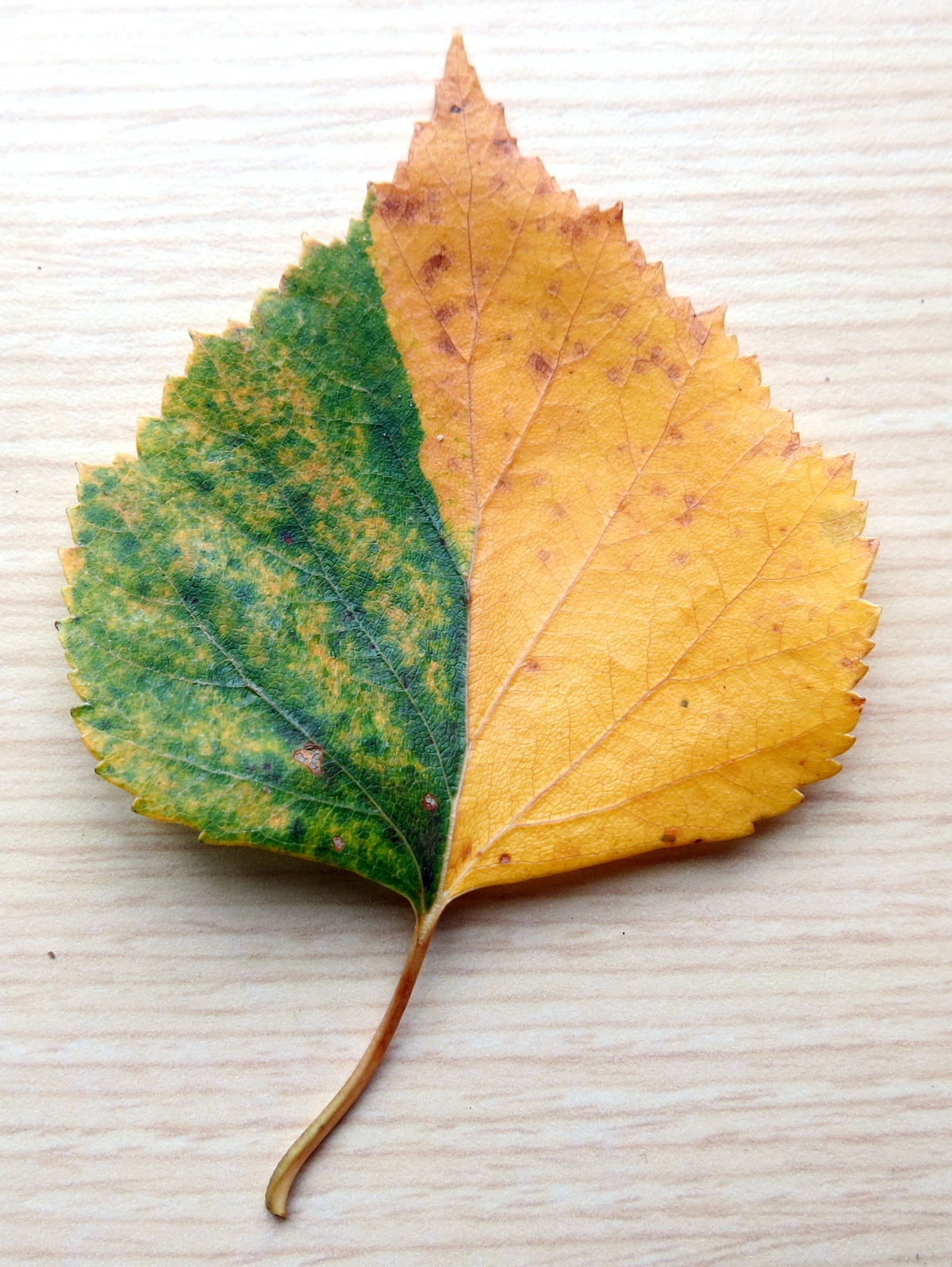 A half-green, half-gold birch leaf lies on a white background.
