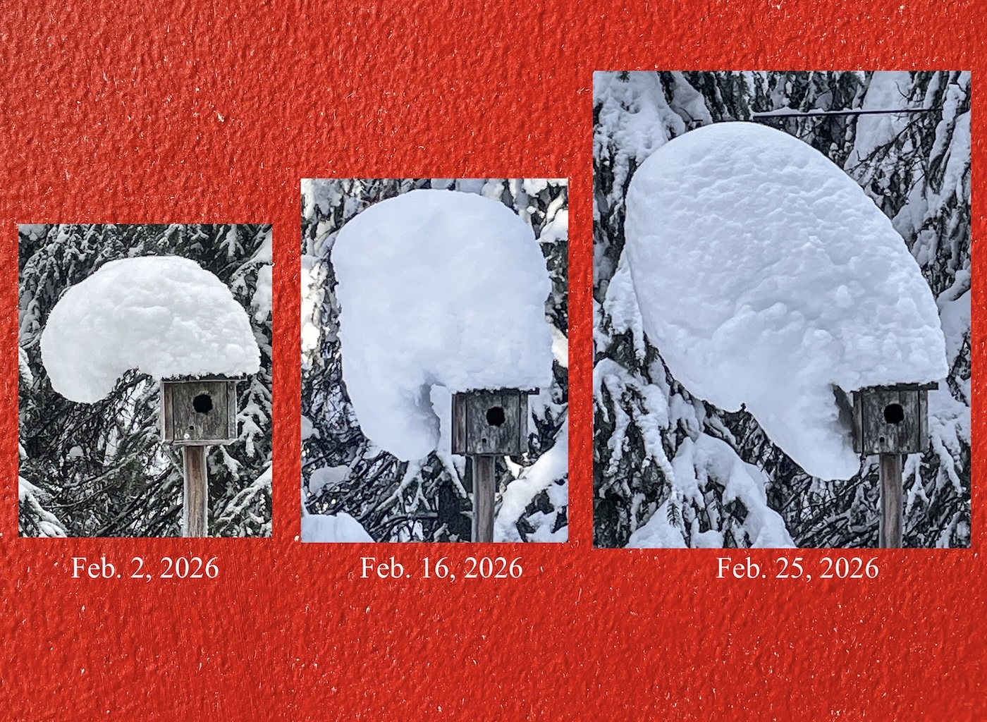 Three photographs show the progression of deep snow accumulation on top of a birdhouse.