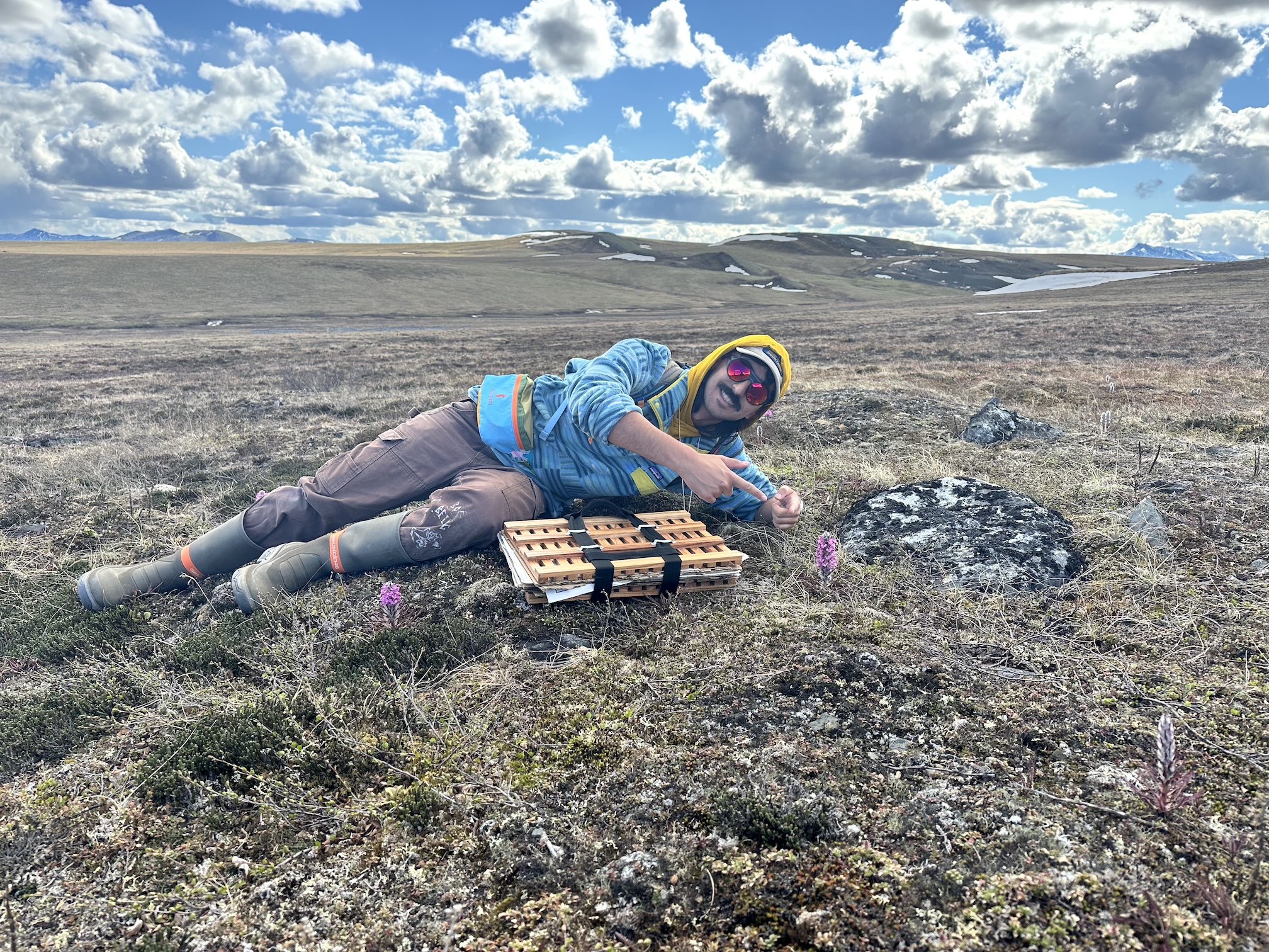 Person lying beside alpine flowers and a specimen press on the tundra.