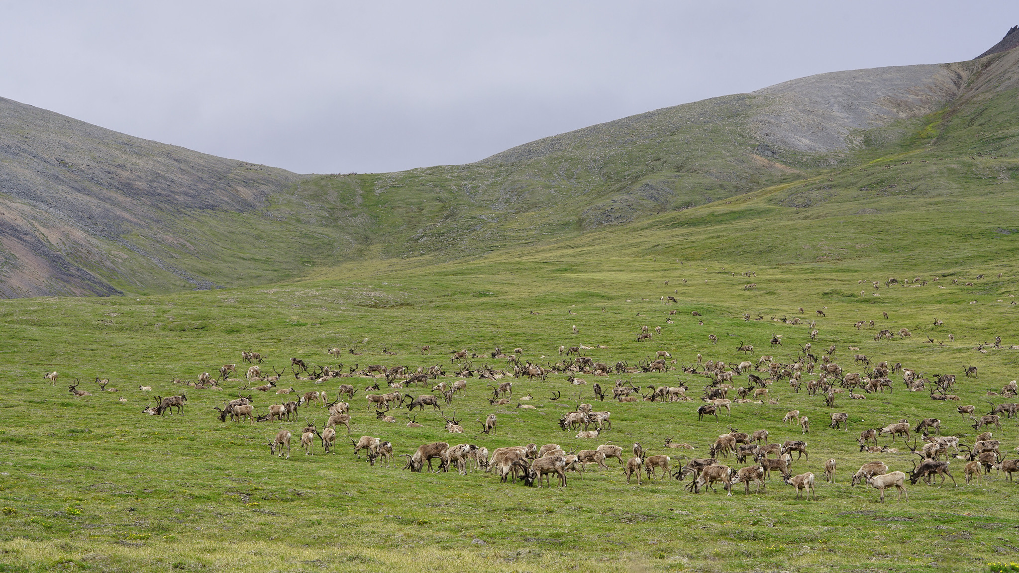 A caribou herd of about 150 animals, some standing and some resting, at the base of a hill in the green Arctic tundra, with treeless hills in the background under a gray sky