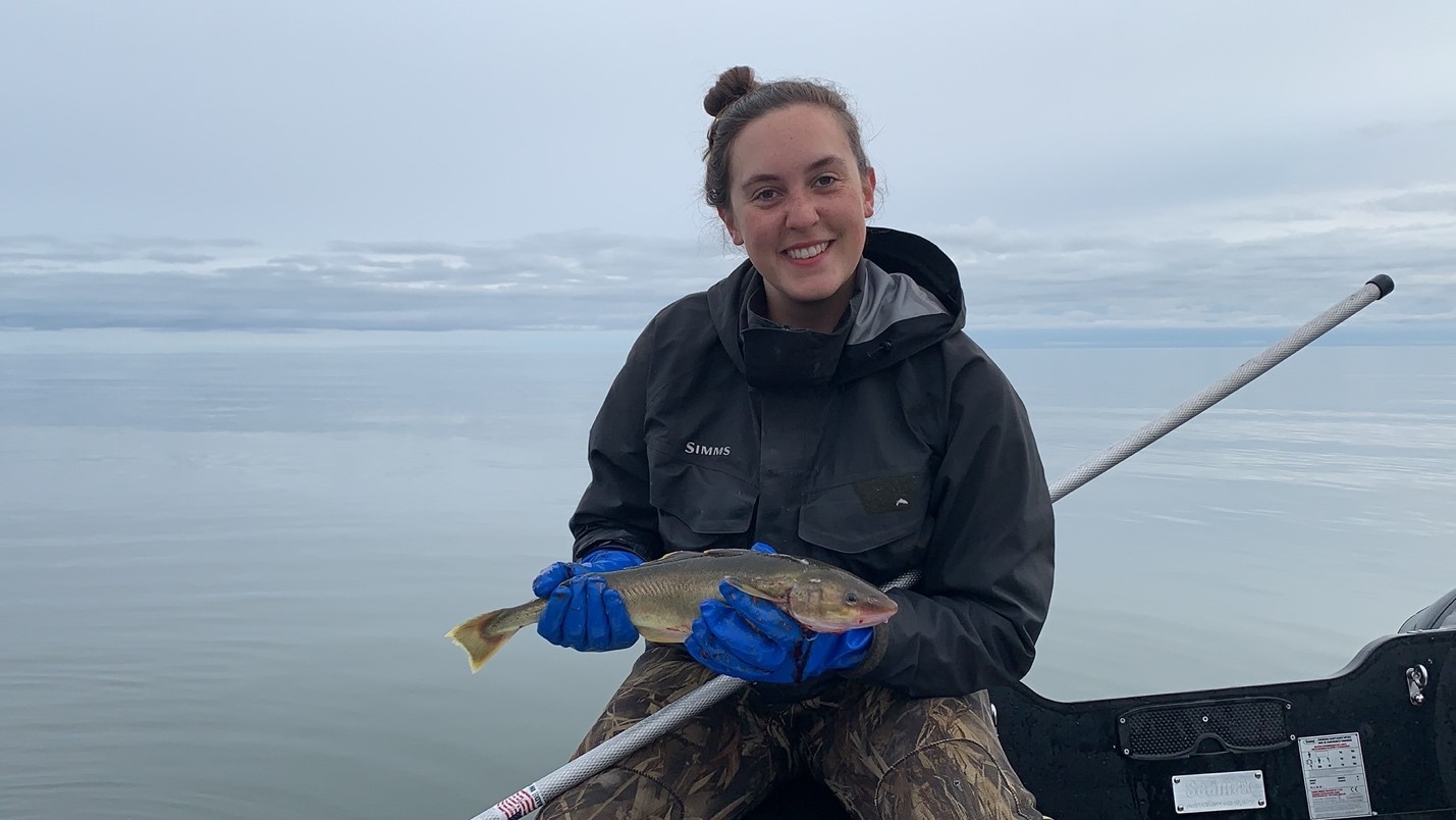 UAF CFOS graduate Carolyn Hamman displays a broad whitefish captured in fyke nets during fieldwork for the Beaufort Sea Nearshore Long-Term Fisheries Monitoring Program at Prudhoe Bay