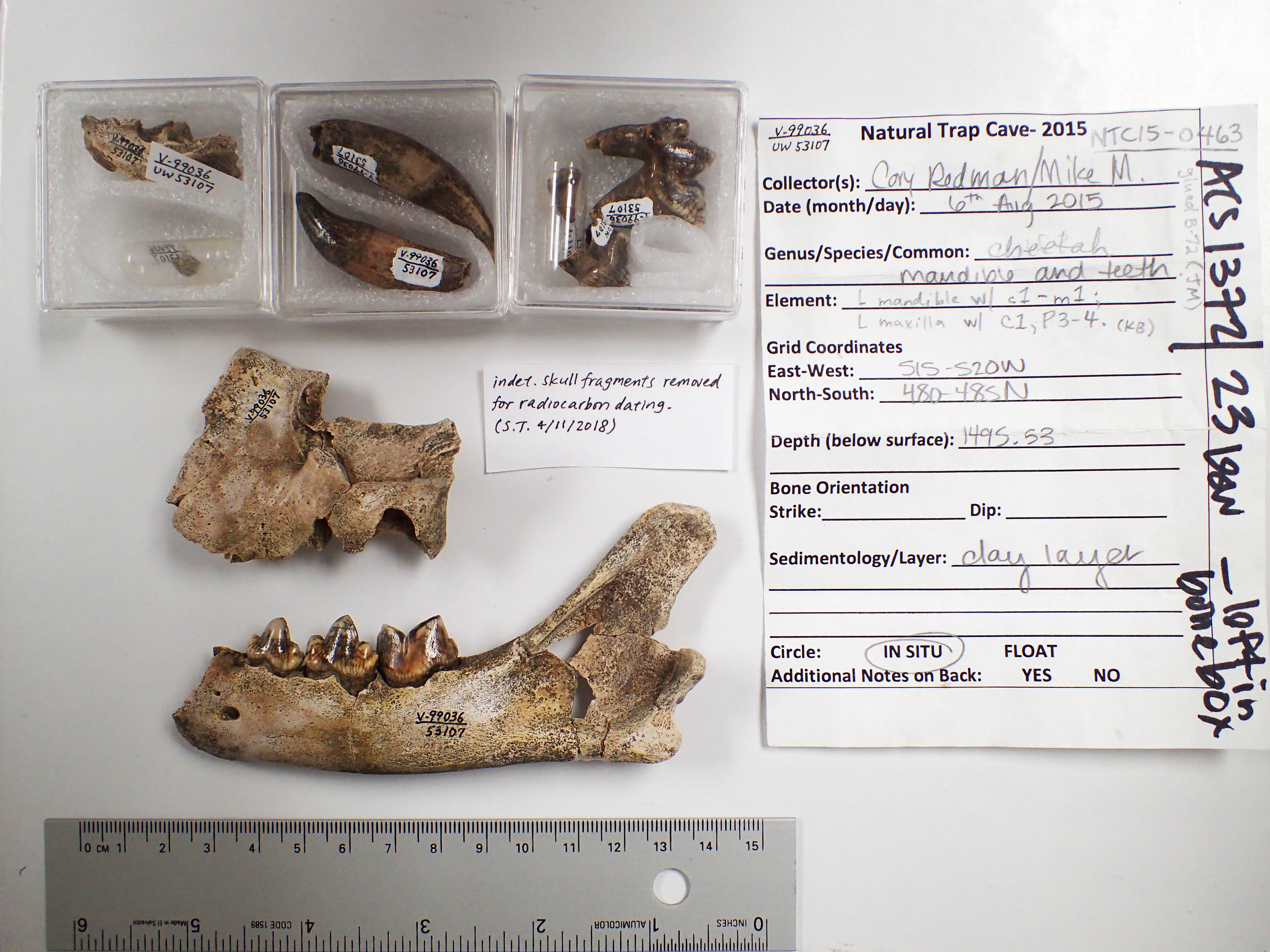 Samples of a mandible and teeth from an American cheetah found in Natural Trap Cave in Wyoming. 