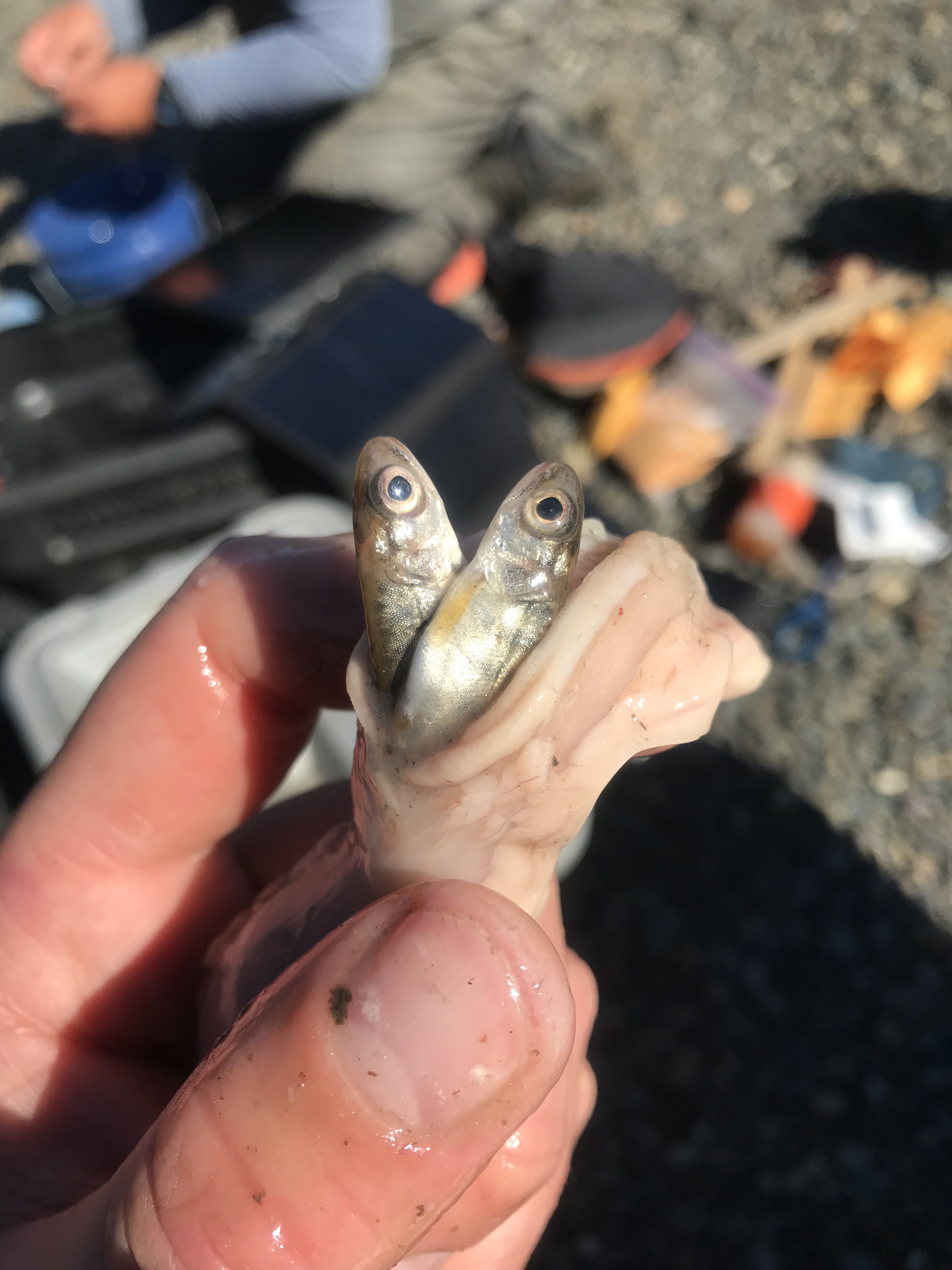 A pair of juvenile Chinook salmon emerge from the stomach of a northern pike caught on the Deshka River in Southcentral Alaska.
