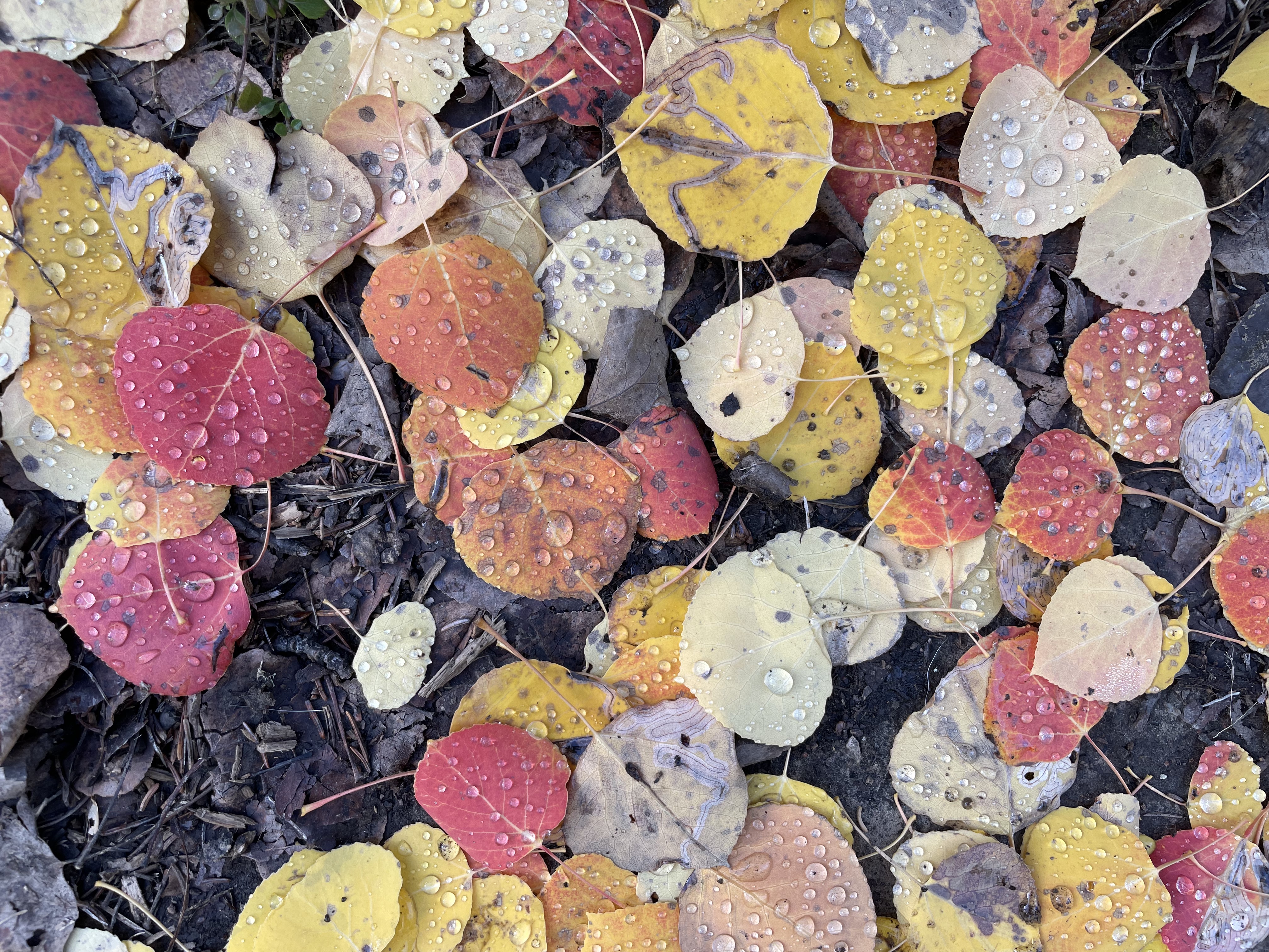 Mottled yellow, red and brown leaves hold beads of water on a forest floor.
