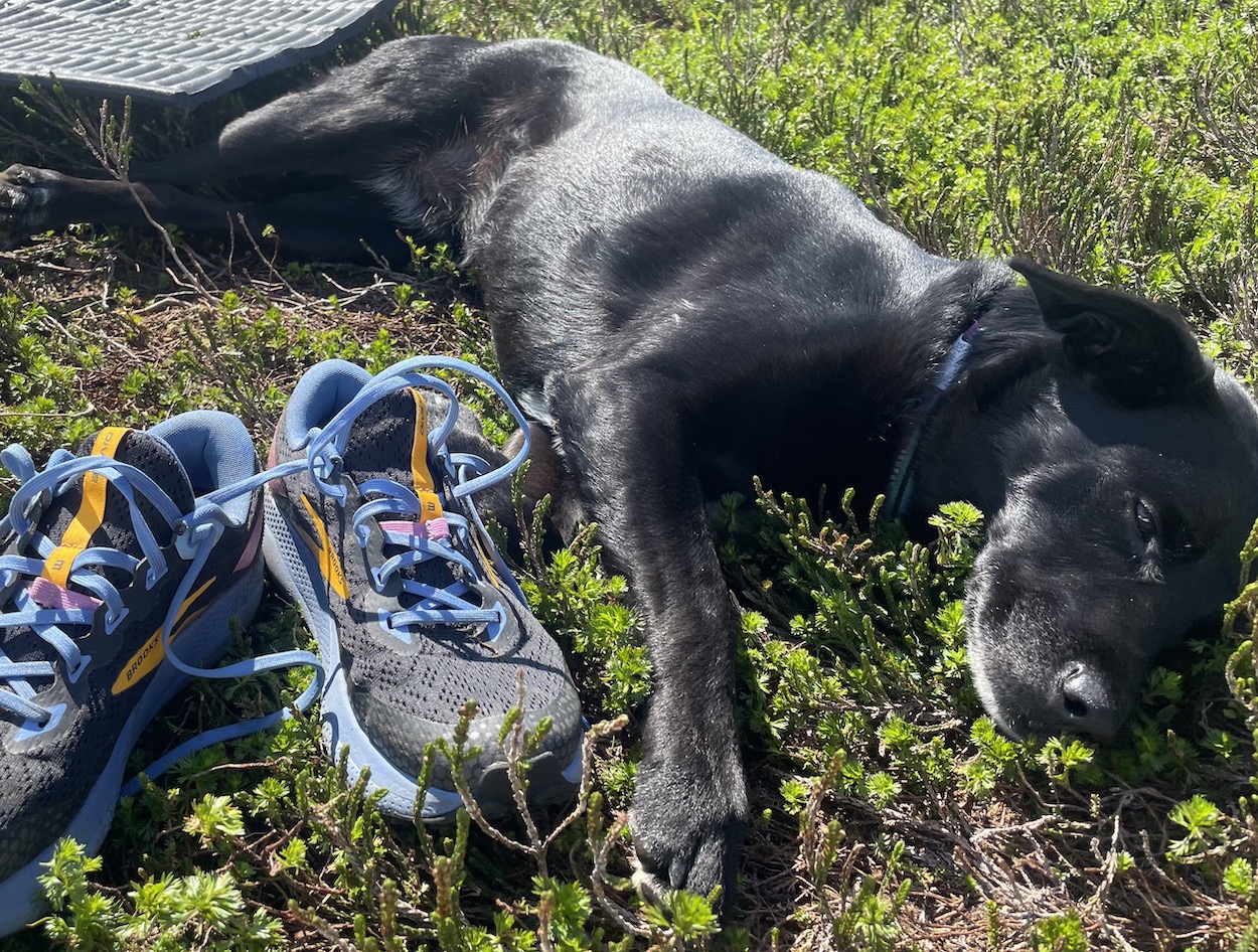 A black dog lies on mossy vegetation next to a pair of blue running shoes.