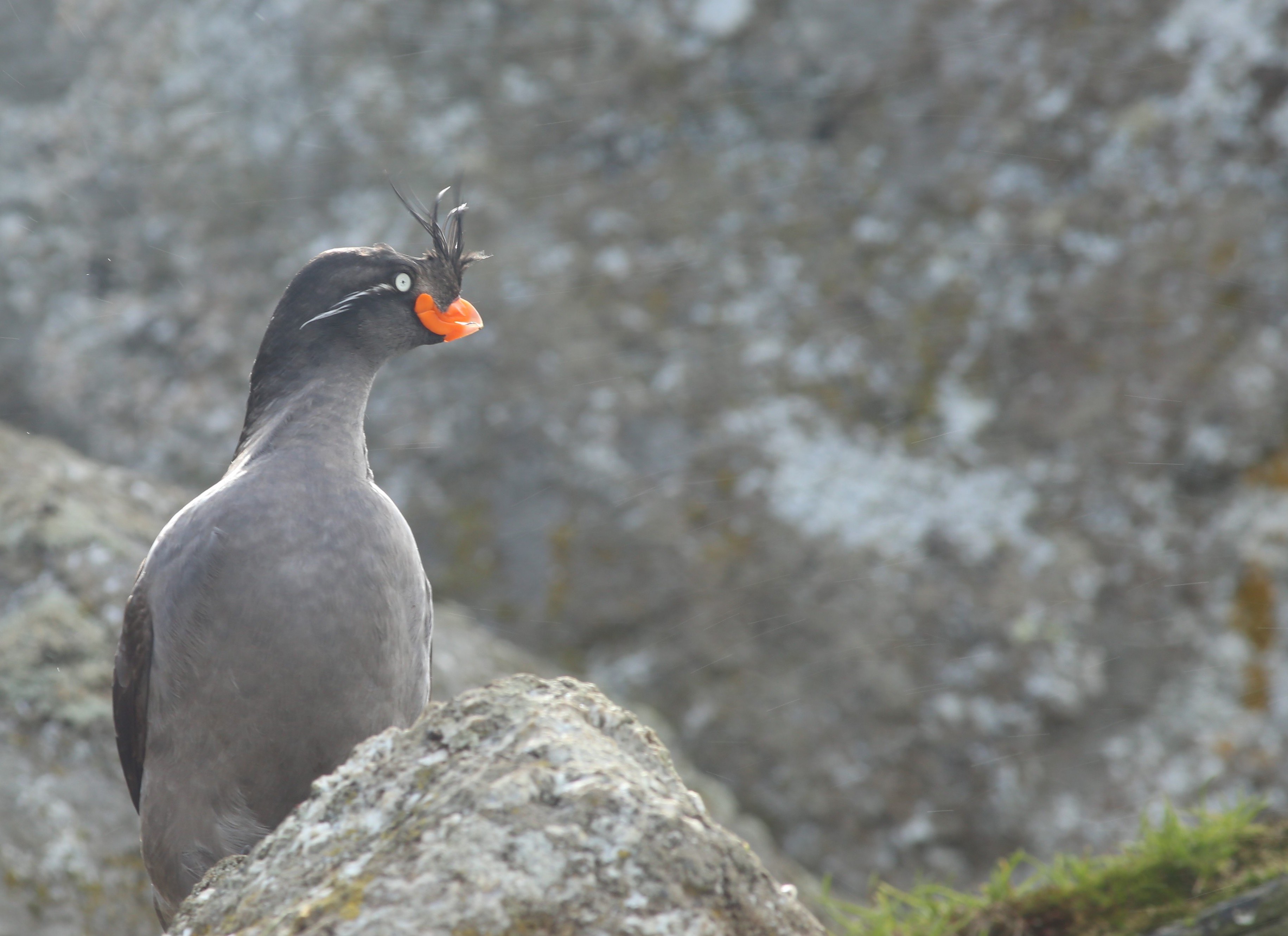 A crested auklet, a seabird that breeds on the islands of western Alaska including the Aleutians, stands on a rock. 
