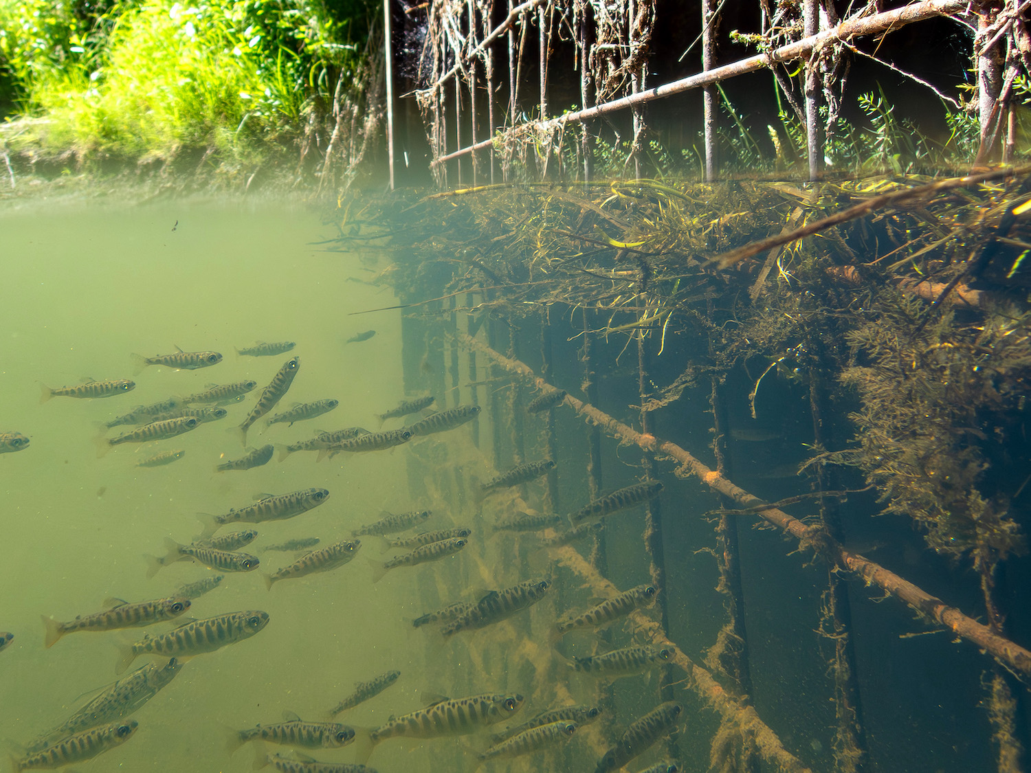 Small fish swim in front of a grate covered with sticks and moss.